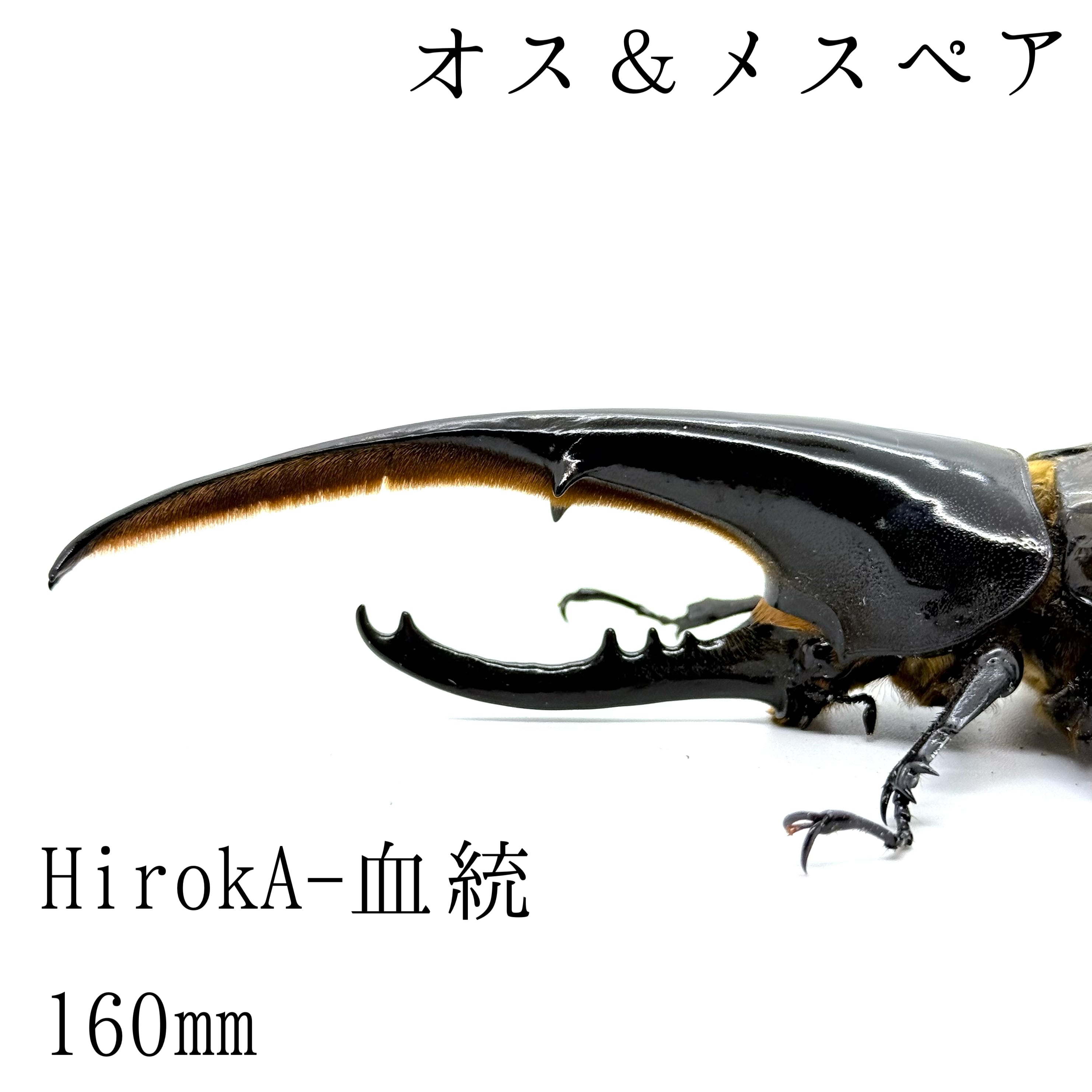 当店極太血統!ヘラクレスヘラクレスオオカブト 生体 (132ミリ
