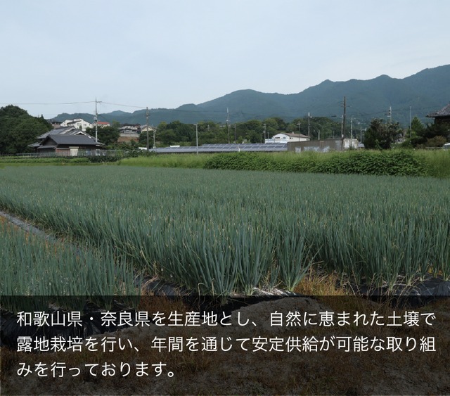 業務用カットネギ・きざみネギ4キロ（500ｇ✕8袋）国産【80サイズ】