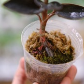 Ludisia discolor var. nigrescens / ルディシア ディスカラー ニグレスセンス④ / 観葉植物