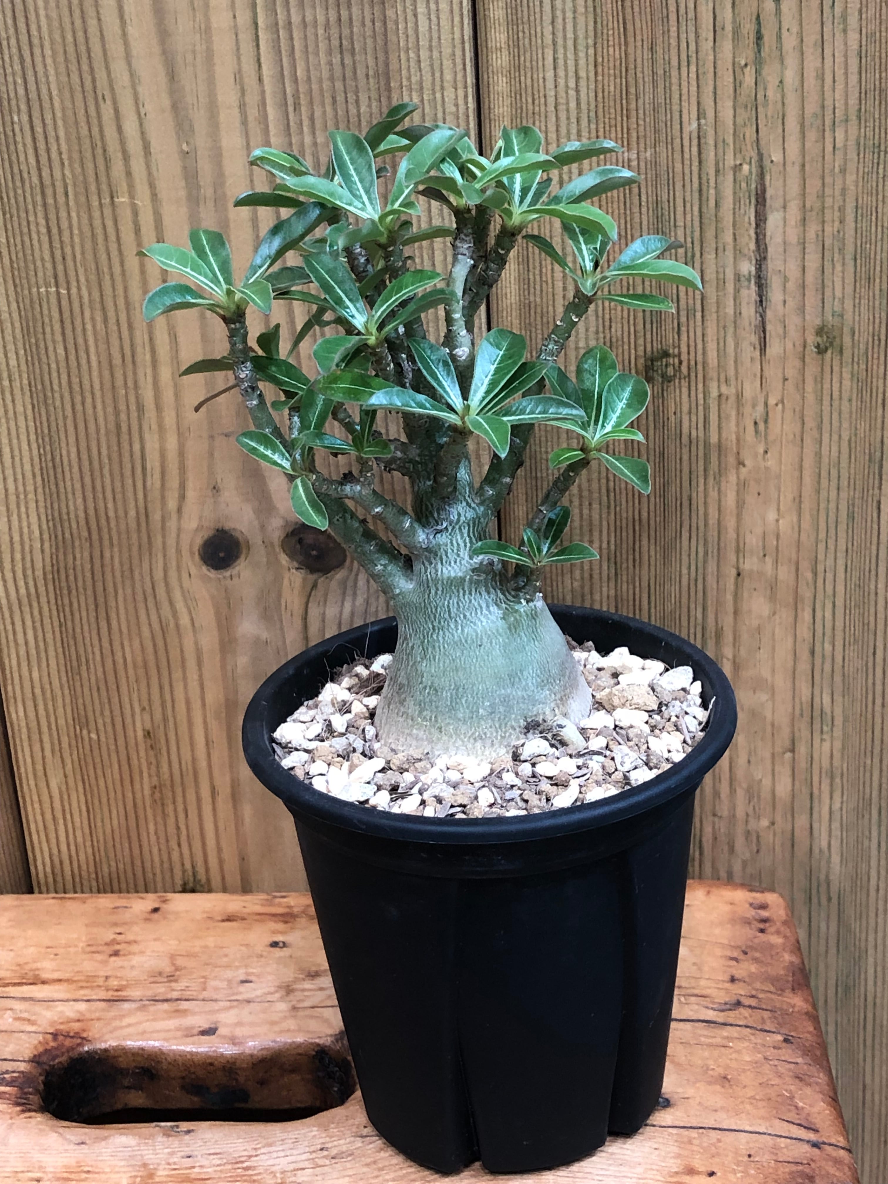 アデニウム アラビカム モンスター 4号 塊根植物 コーデックス A30604