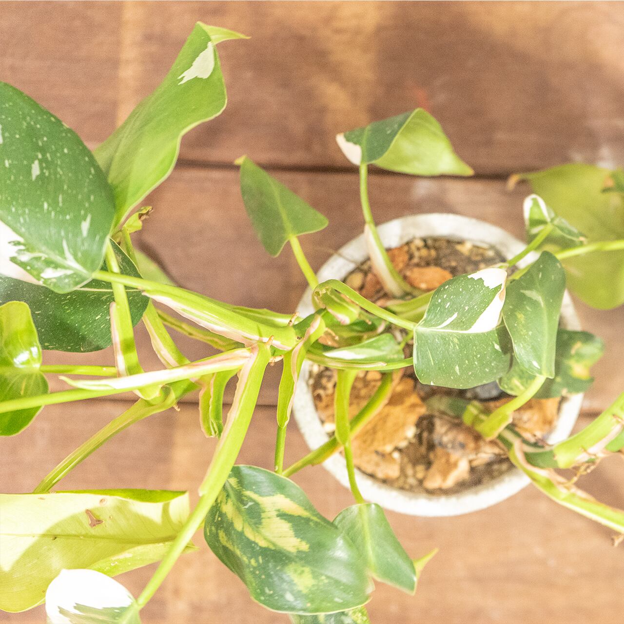 フィロデンドロン・ホワイトプリンセス|真っ白な斑入りの葉が印象的なエレガントな観葉植物【一点物モルタル鉢】