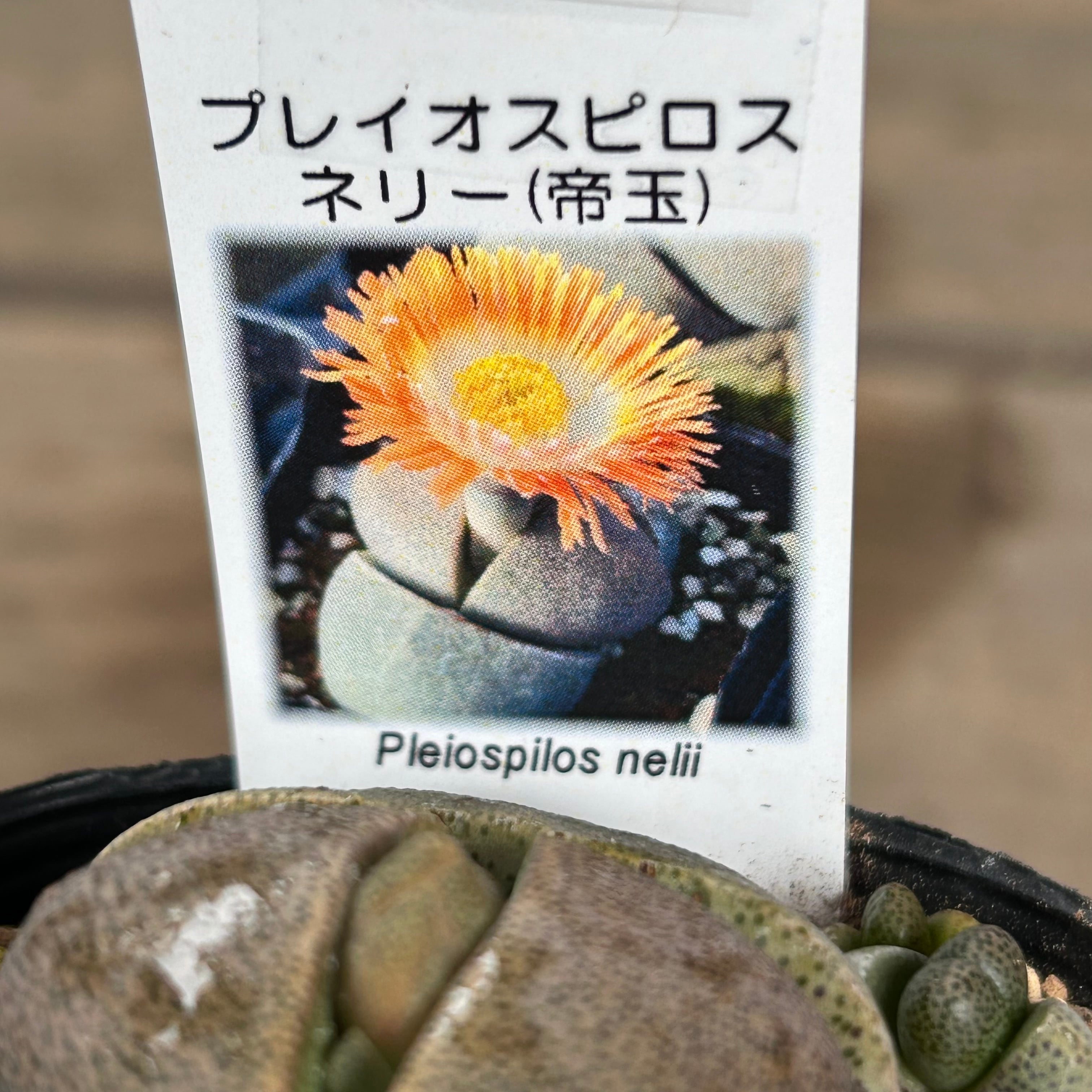 多肉植物 プレイオスピロス 紫帝玉+緑帝玉 大玉 2cm以上 2株セット
