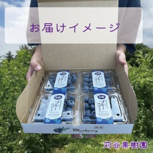 【2026.7.1以降順次発送】【2L】大粒ブルーベリー約500g《125g×4パック入》