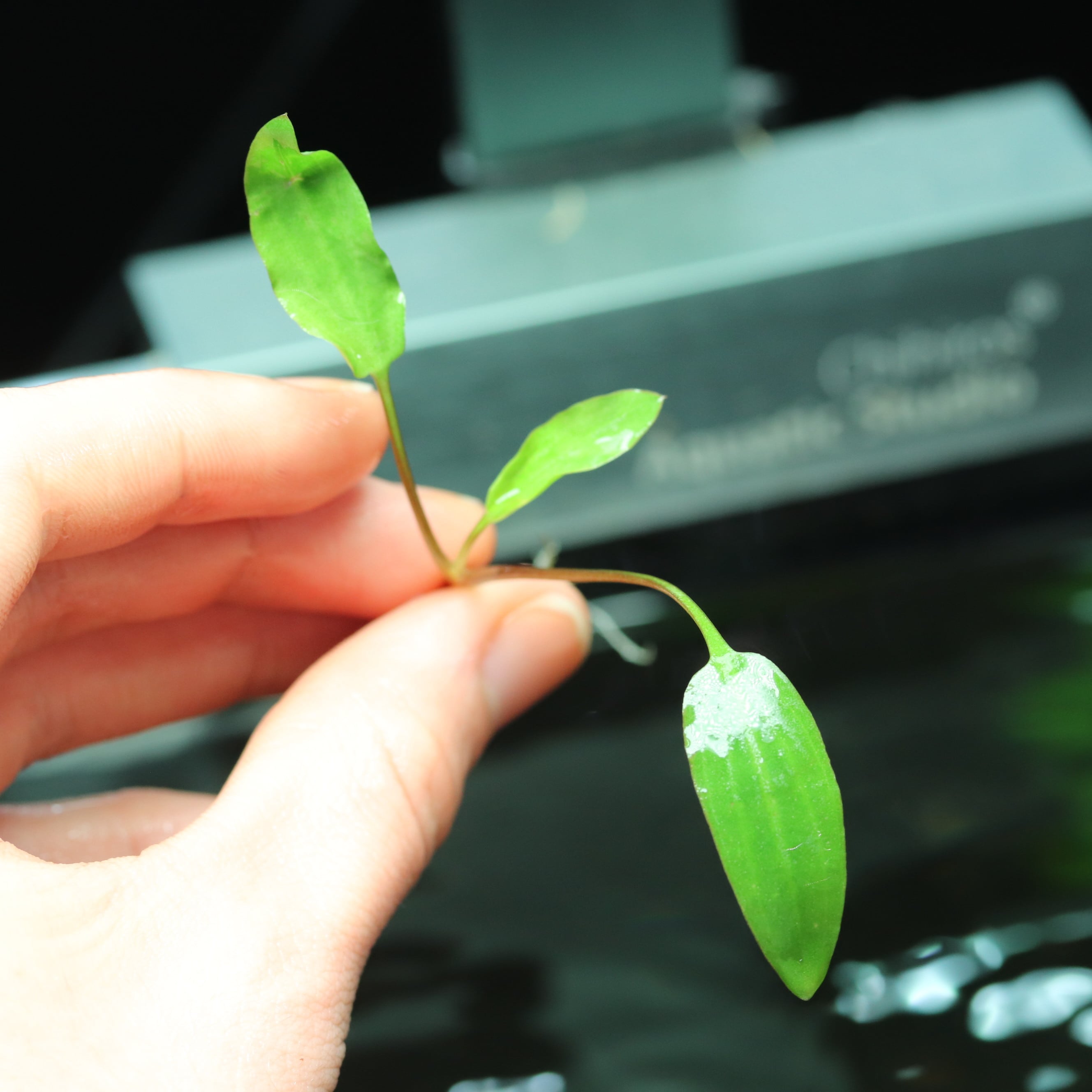 水草 | aquarium shop earth