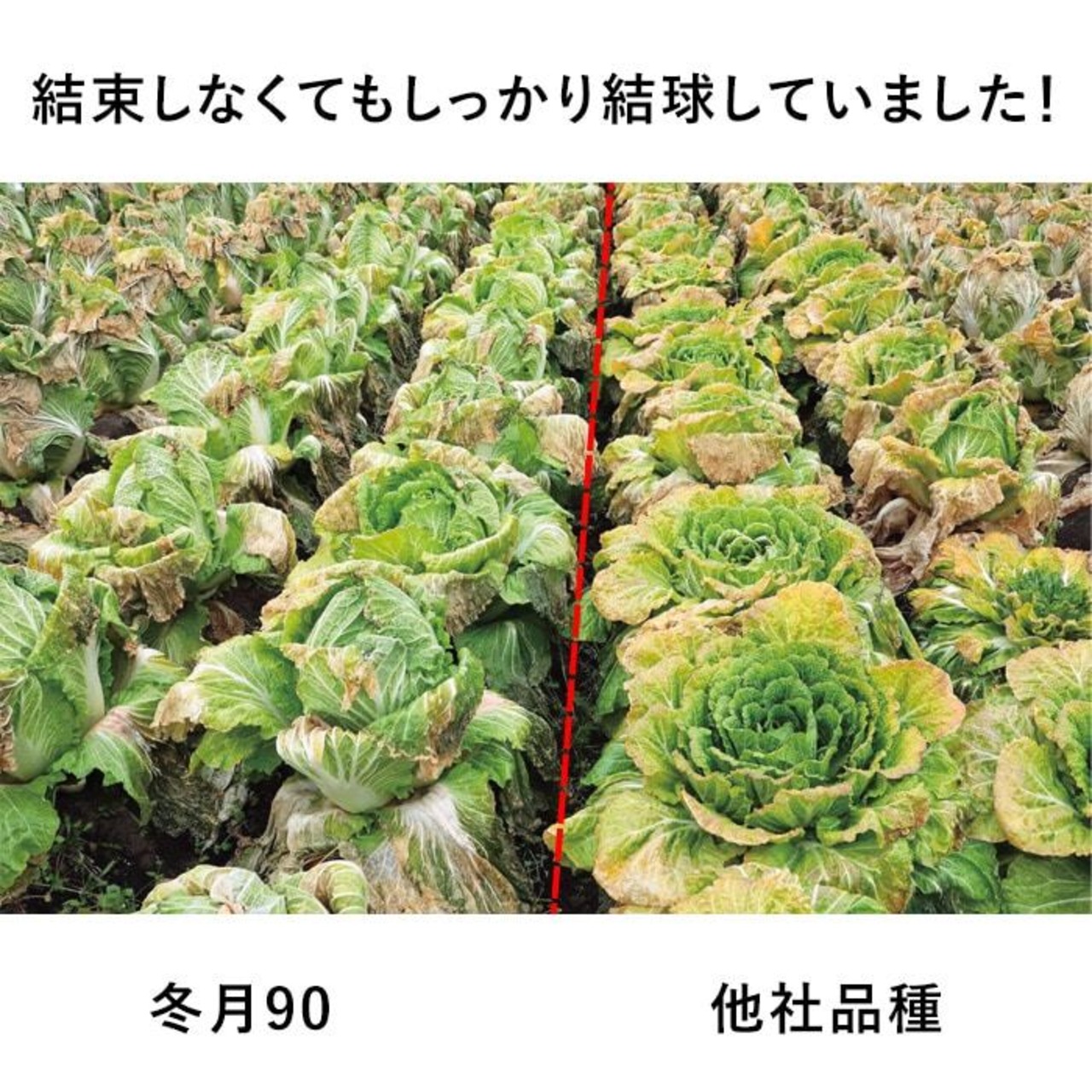 ハクサイ 「冬月90」（P5000粒）・画像6