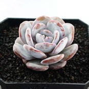 カット苗 ラウイ 標準サイズ Echeveria laui