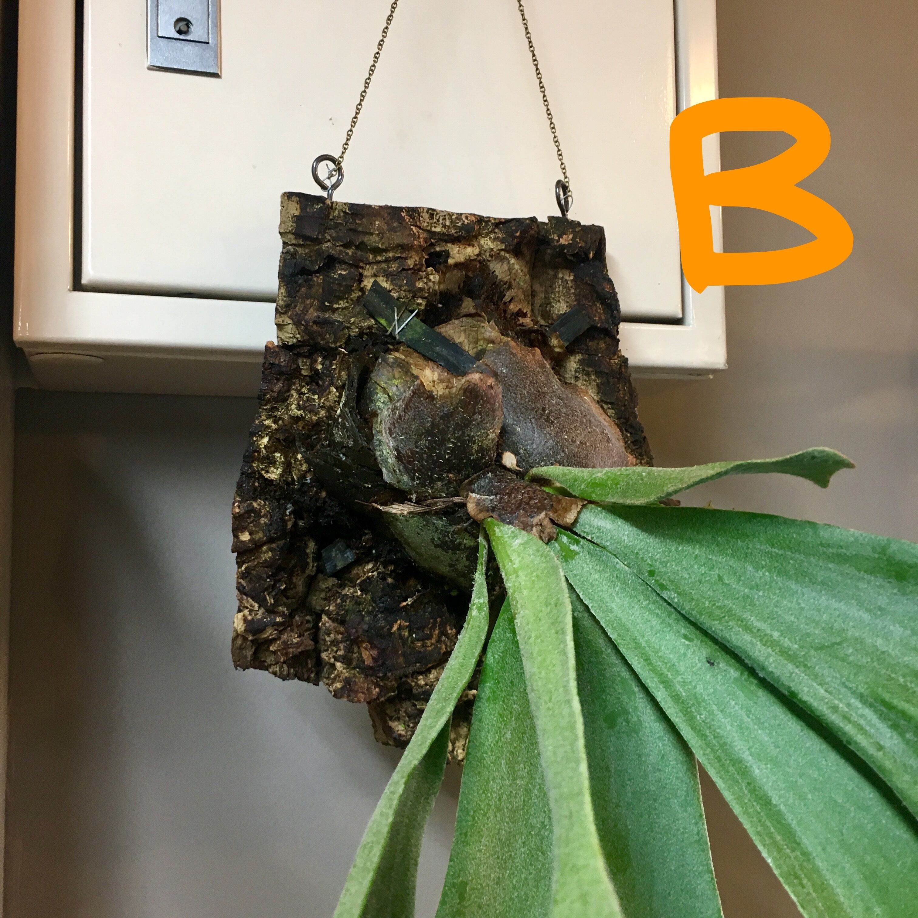 コウモリラン ビカクシダ壁掛け | ハルカゼフラワー