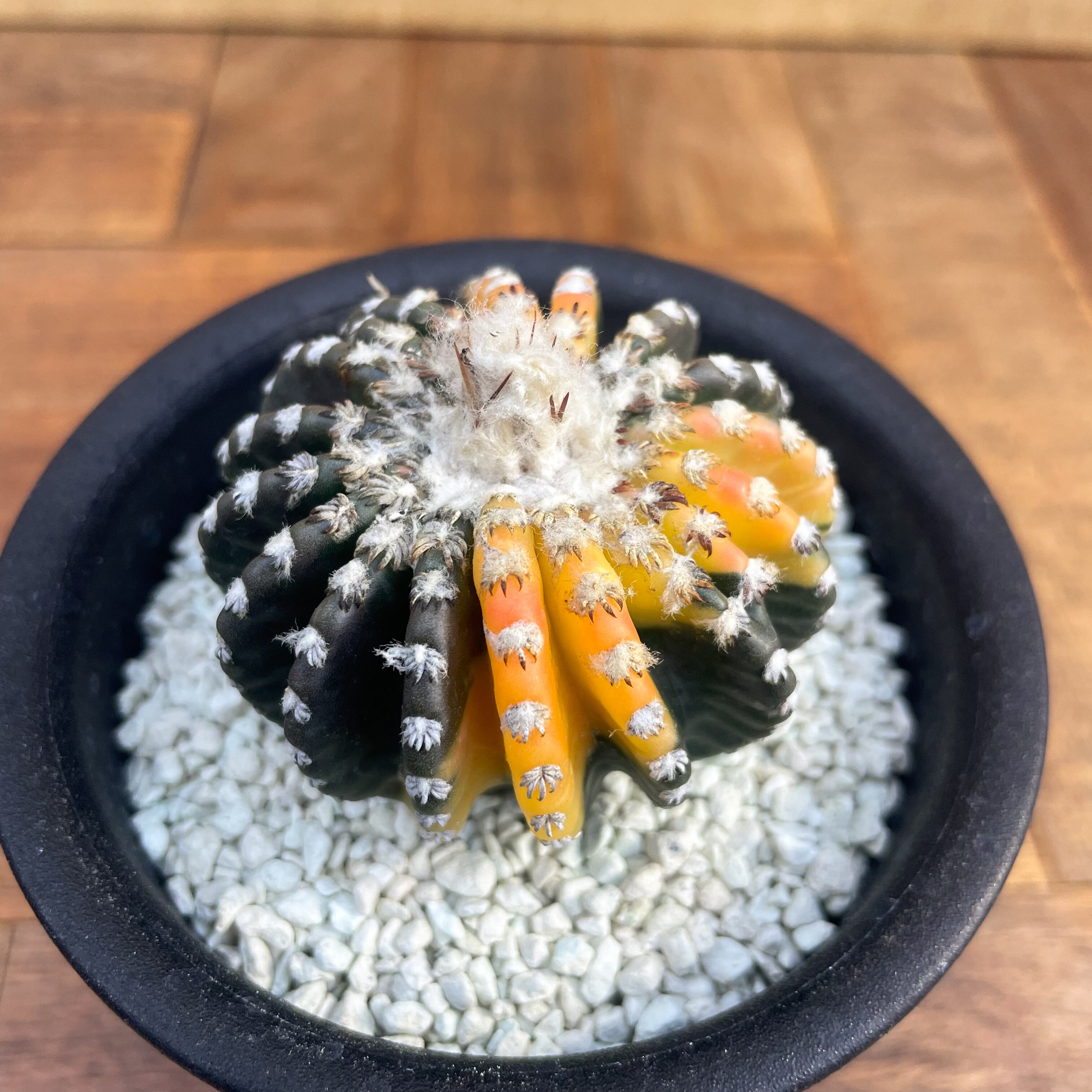 特選株 ディスコカクタス ギガンティア 錦 班入り 強棘 極太棘 特選株