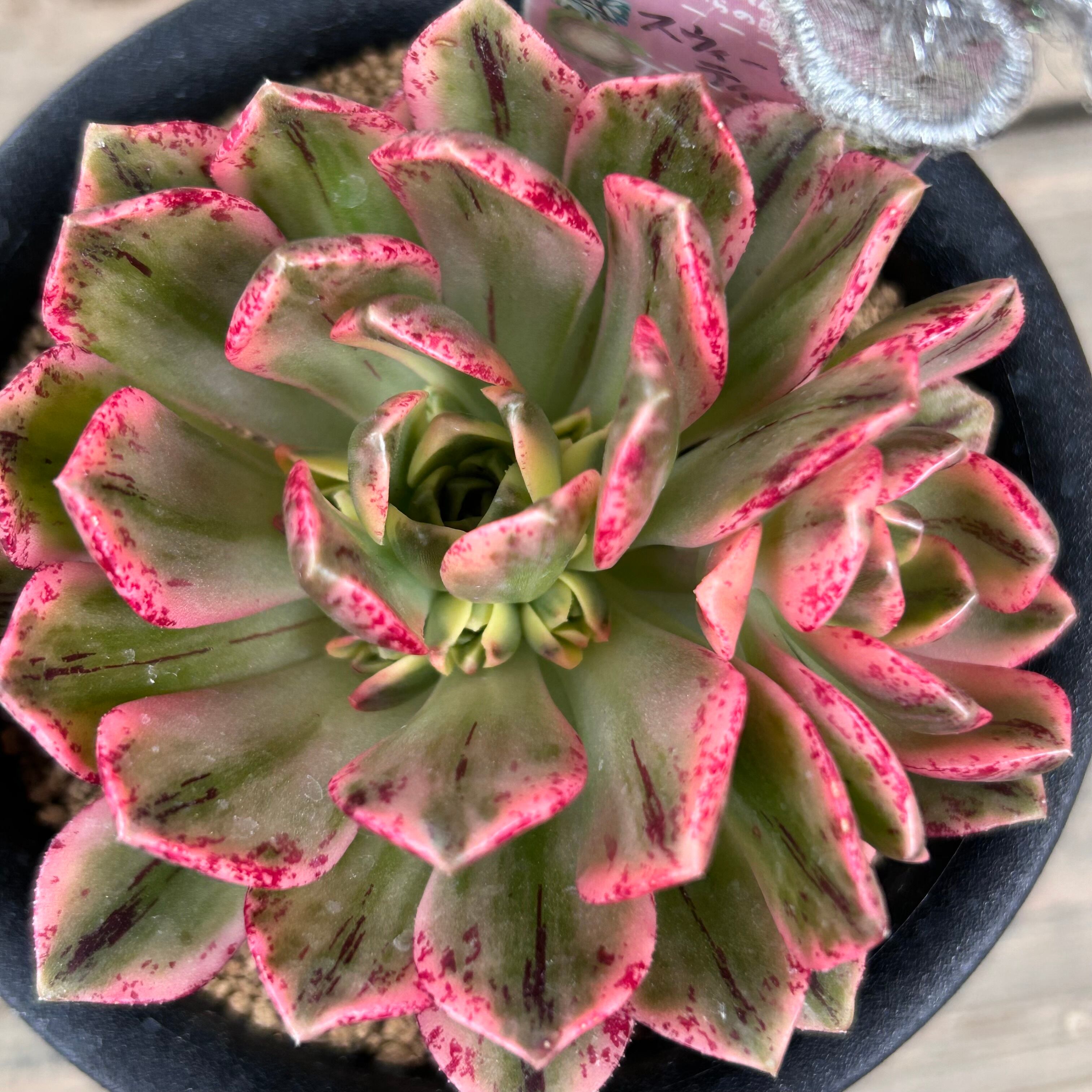 スウィートティー アオエニウム | RuPo 多肉植物専門店