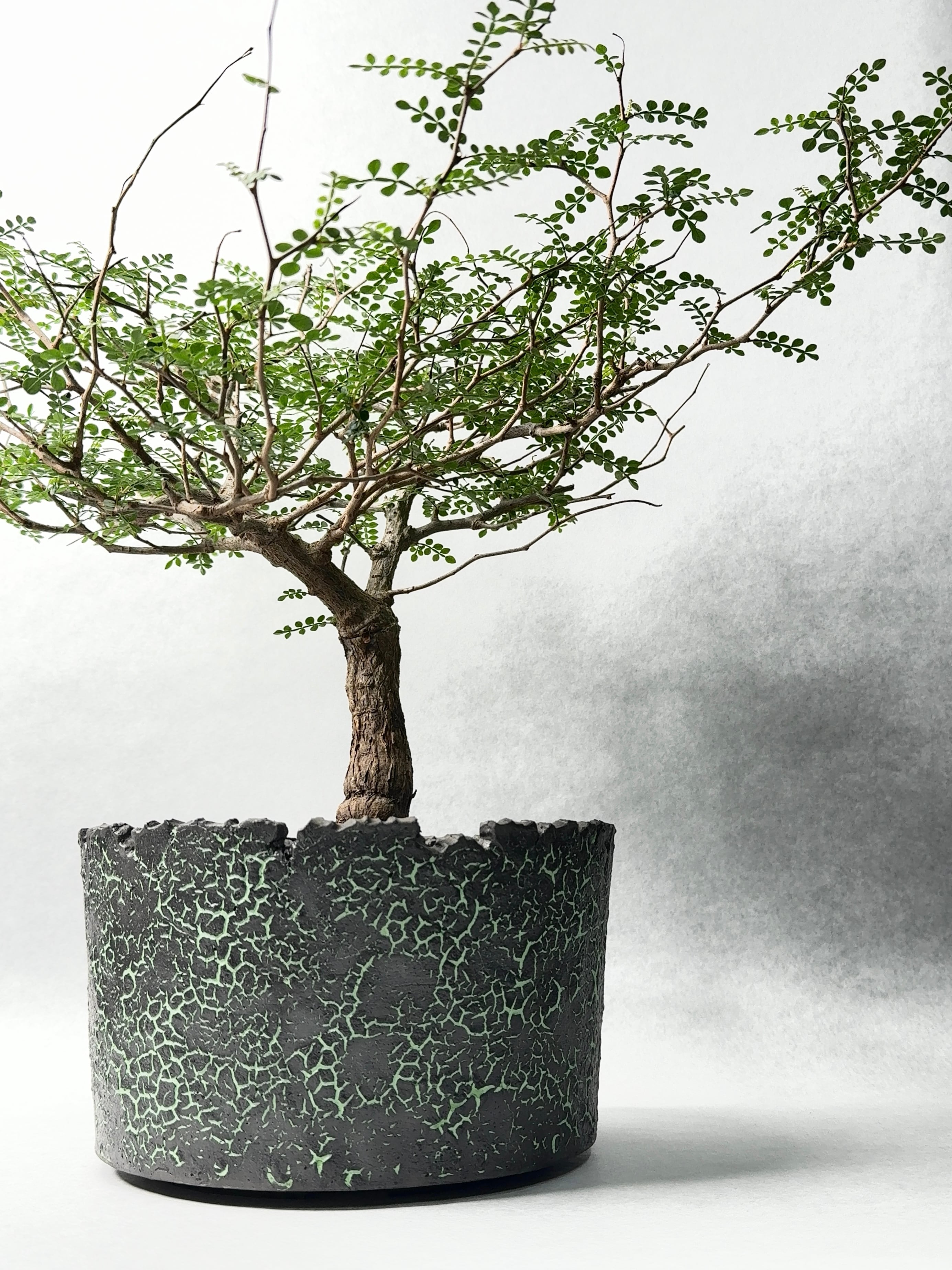 オペルクリカリア・パキプス | trigger