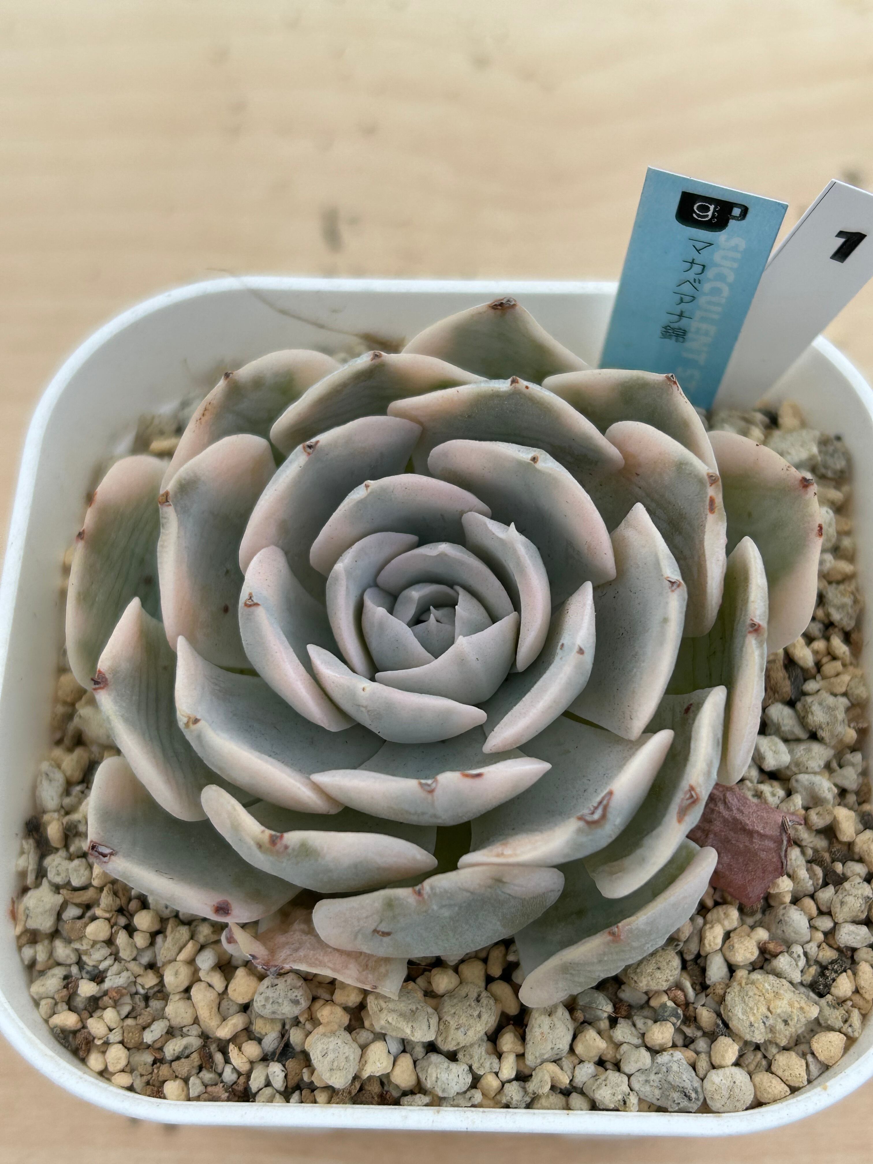 多肉植物 韓国苗 マカベアナ錦☆No.1 | 多肉植物食堂