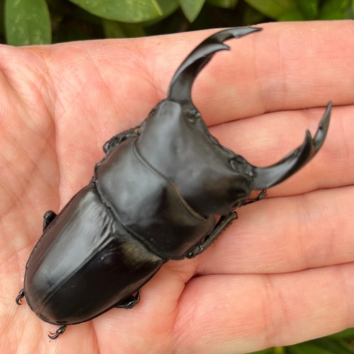 【美形・新成虫】山梨県韮崎市穂坂町産オオクワガタペアCBF2個体（♂78mm） #764611