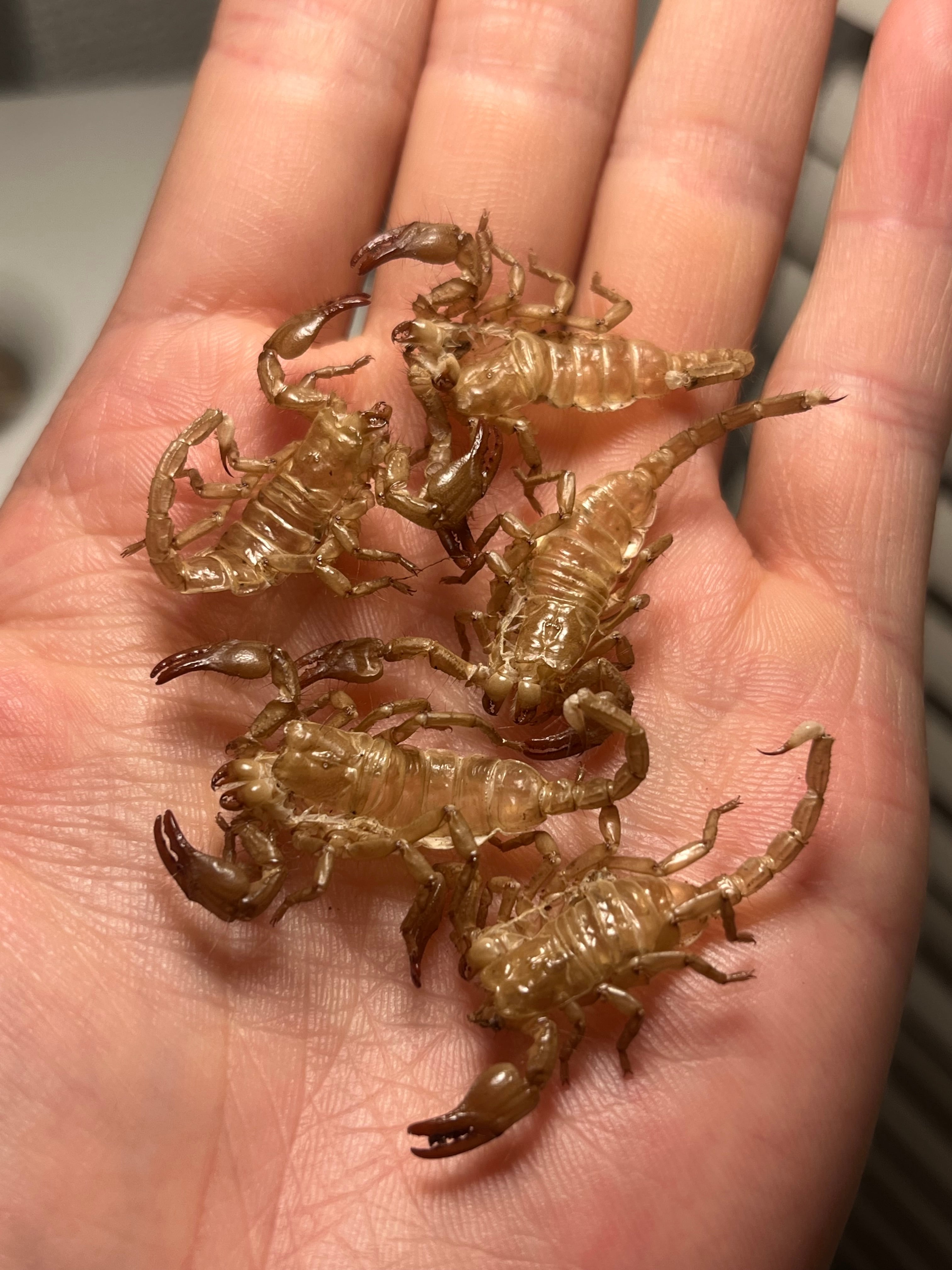5匹set】4齢のダイオウサソリの脱皮殻標本 エンペラースコーピオン