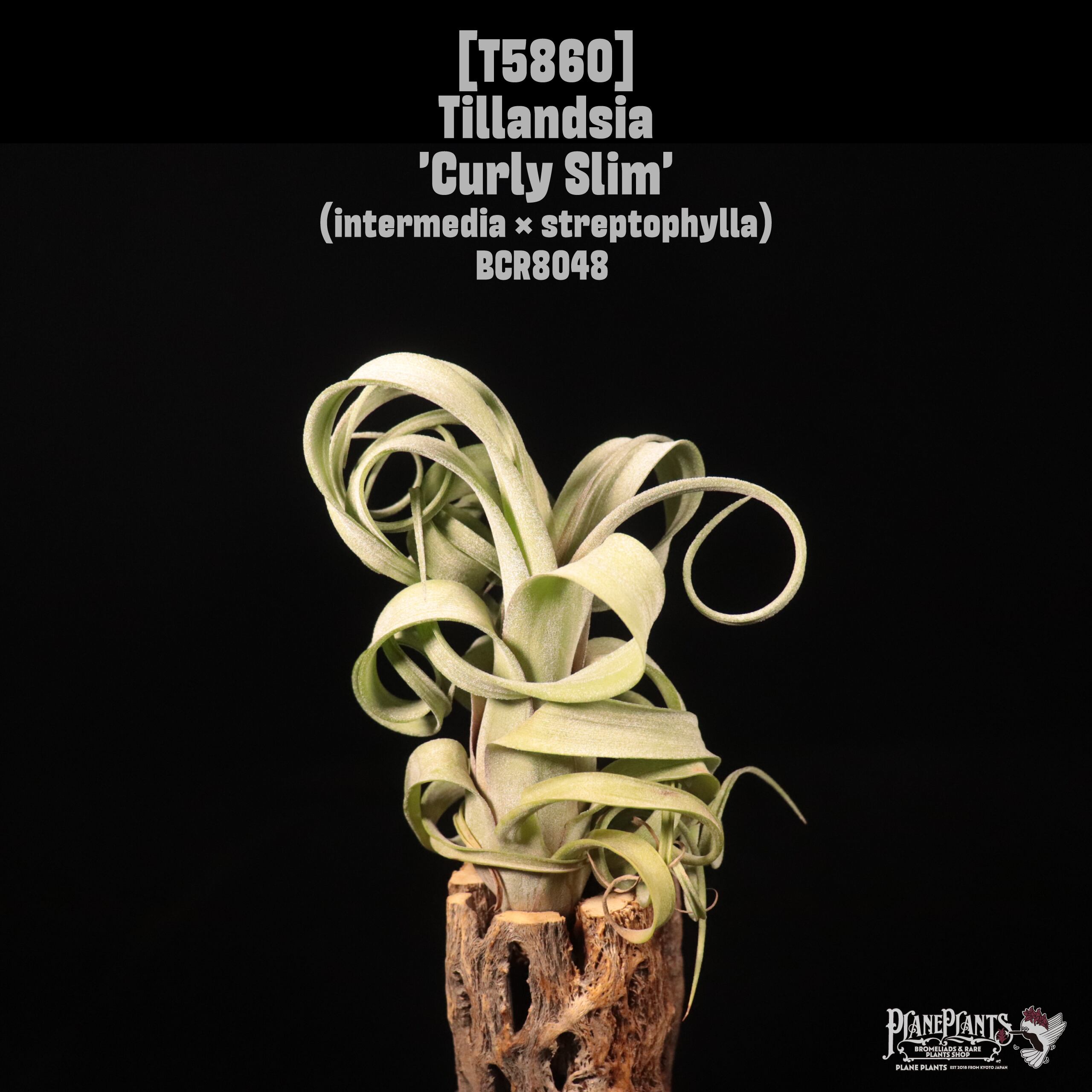 Tillandsia 'Curly Slim'〔ティランジア〕T5860