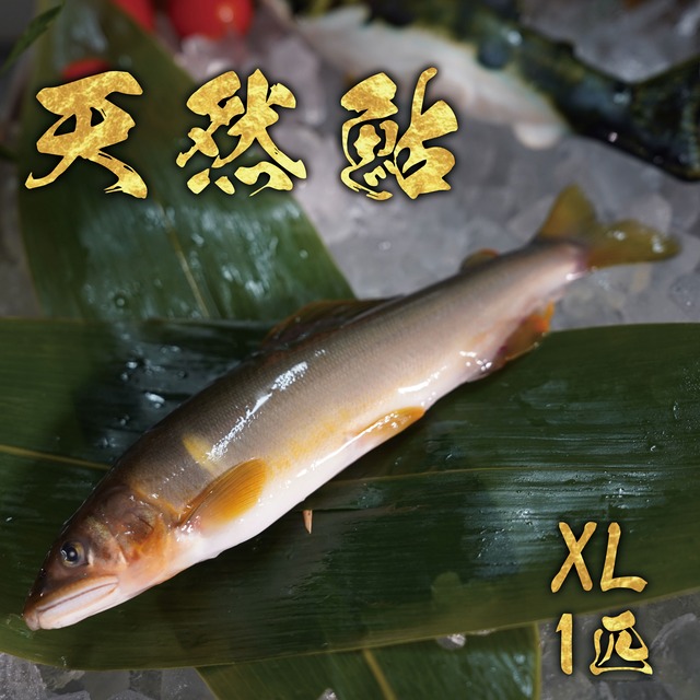 天然鮎1匹　XL　冷凍 画像
