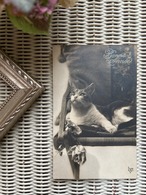 フランス アンティークカード 1928年 chat 猫 セピアカラー Bonne Annee 額装 インテリア