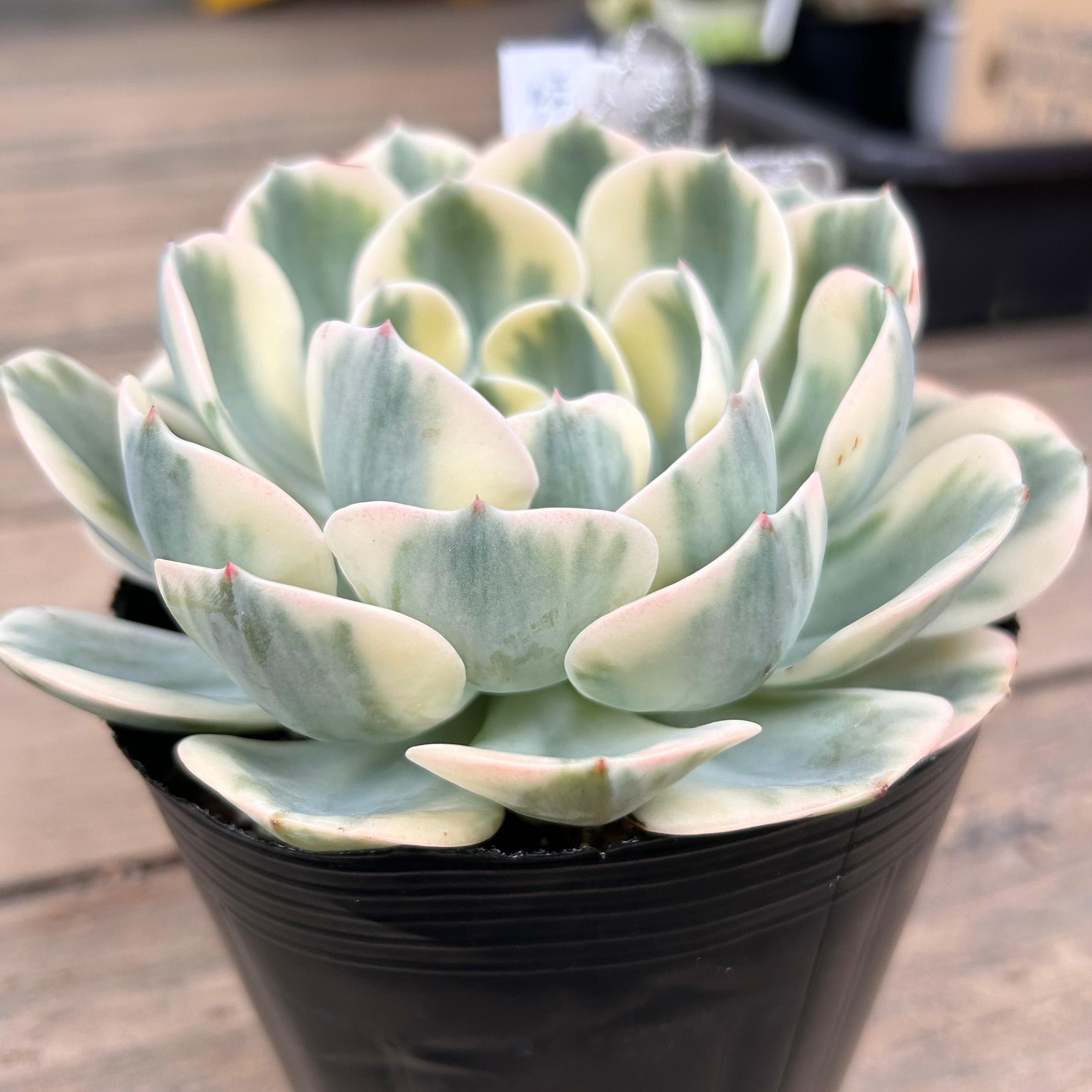 ルノーディーン | RuPo 多肉植物専門店