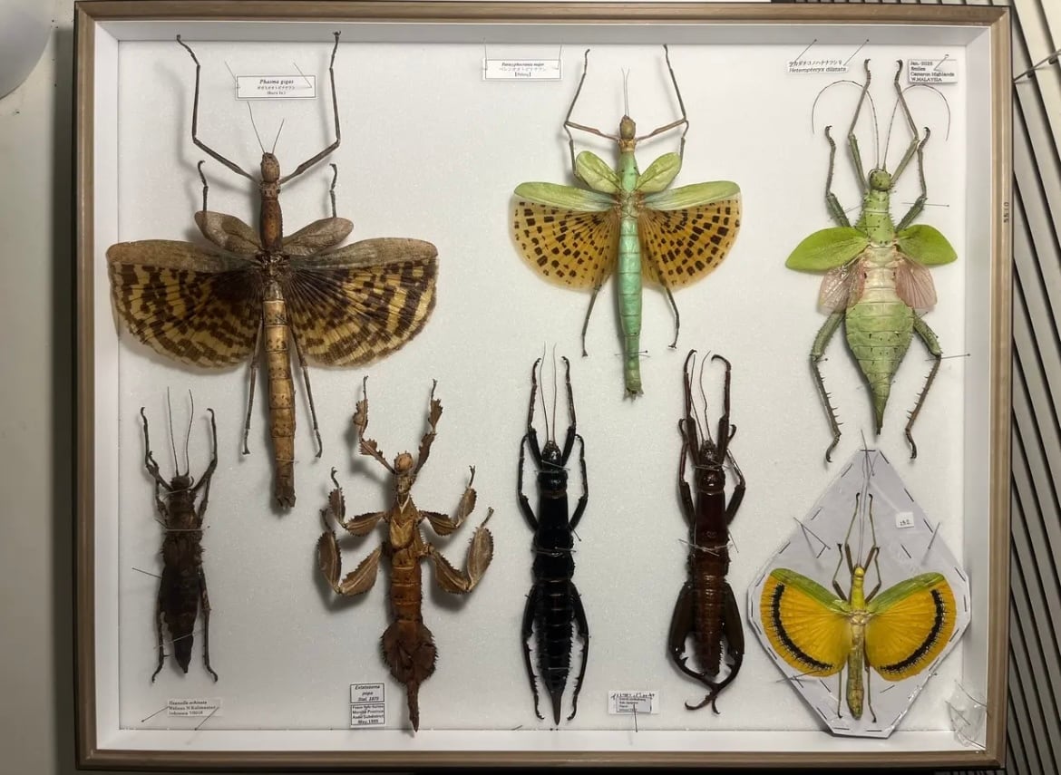 卵10個】サカダチコノハナナフシの卵 昆虫最重量 ギネスタランチュラ