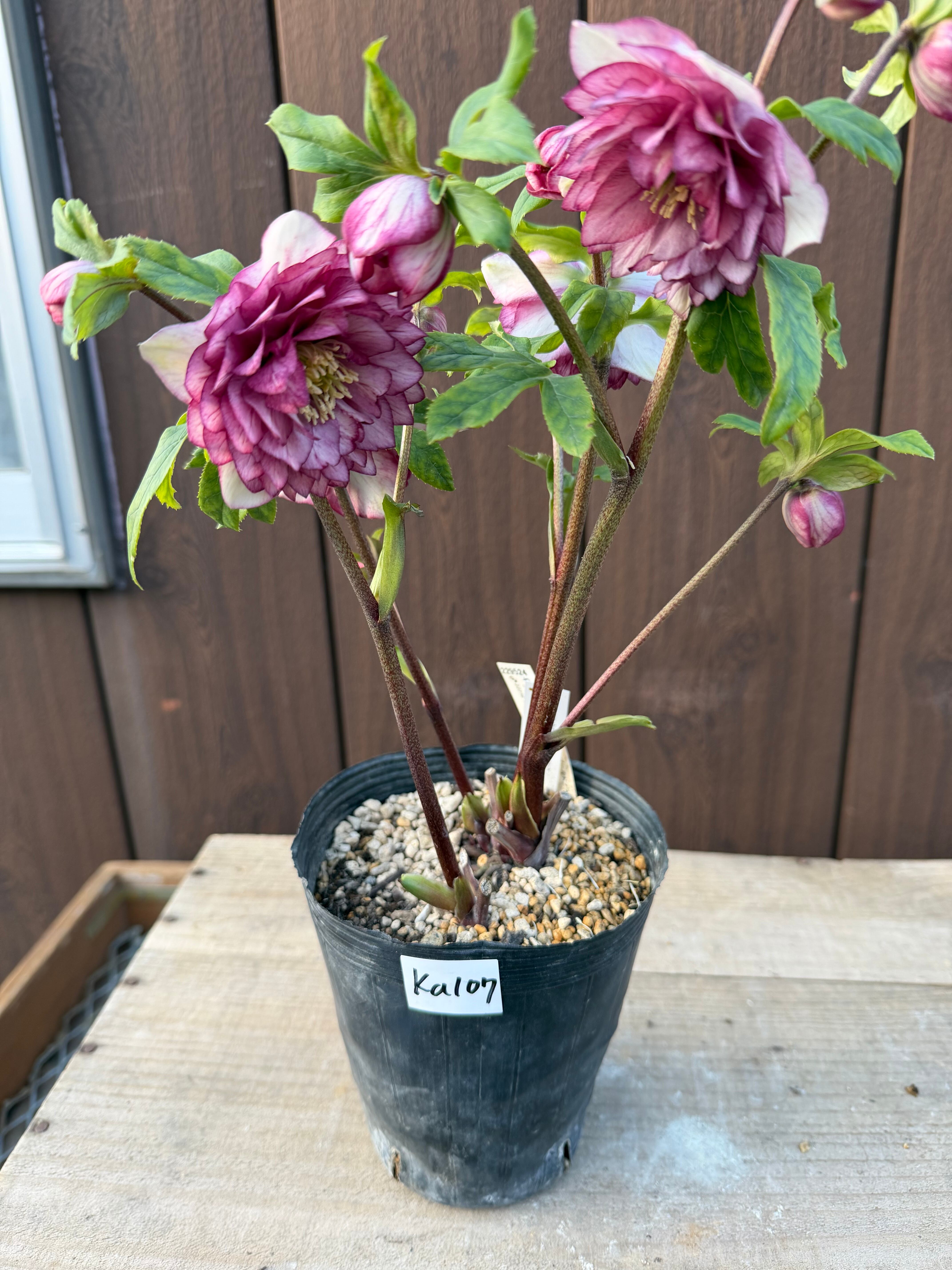 アフロディーテプリマヴェーラ 加藤農園 クリスマスローズ【Ka107