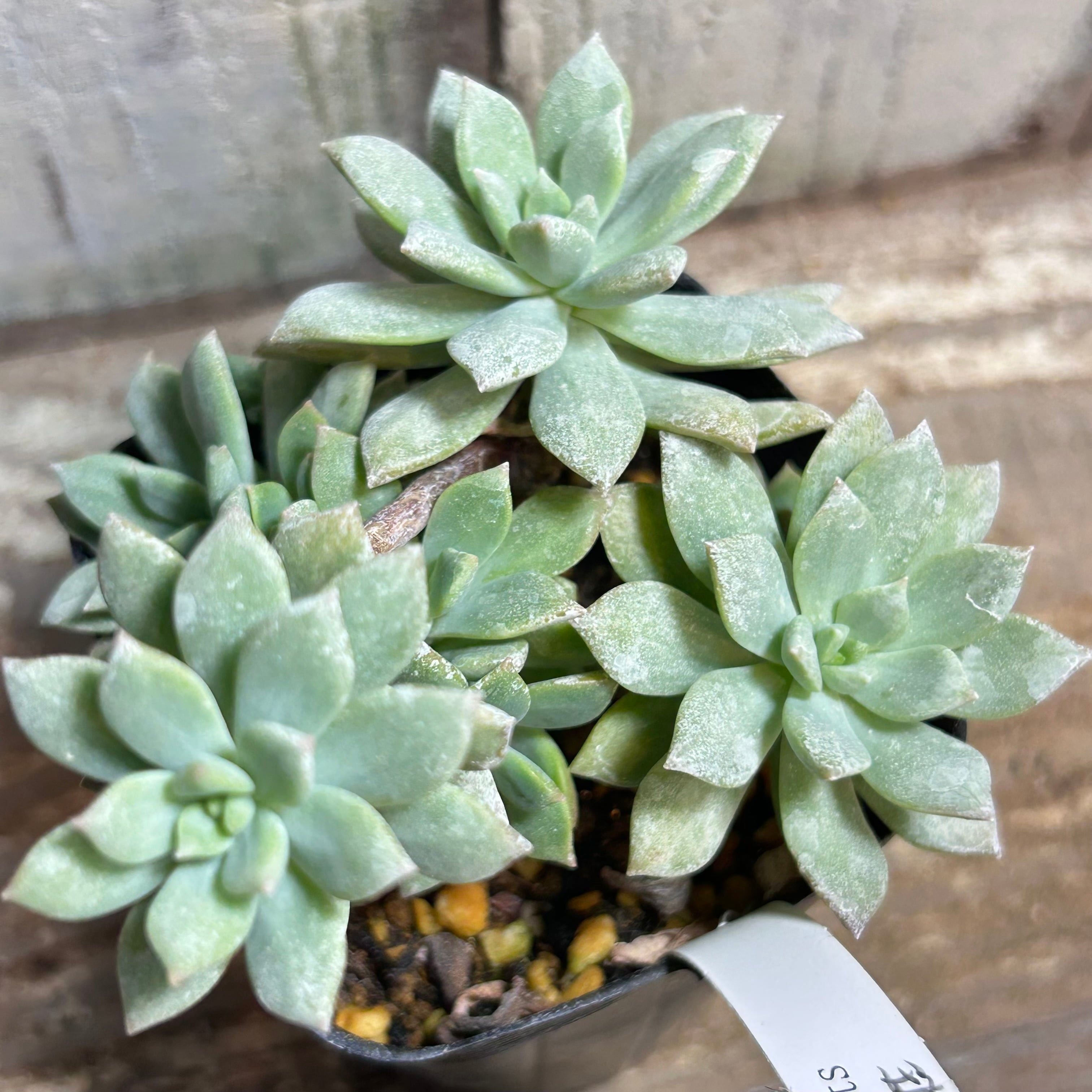 多肉植物 プロトリーフセレクションズ激推しの多肉レア 19059ロザリア