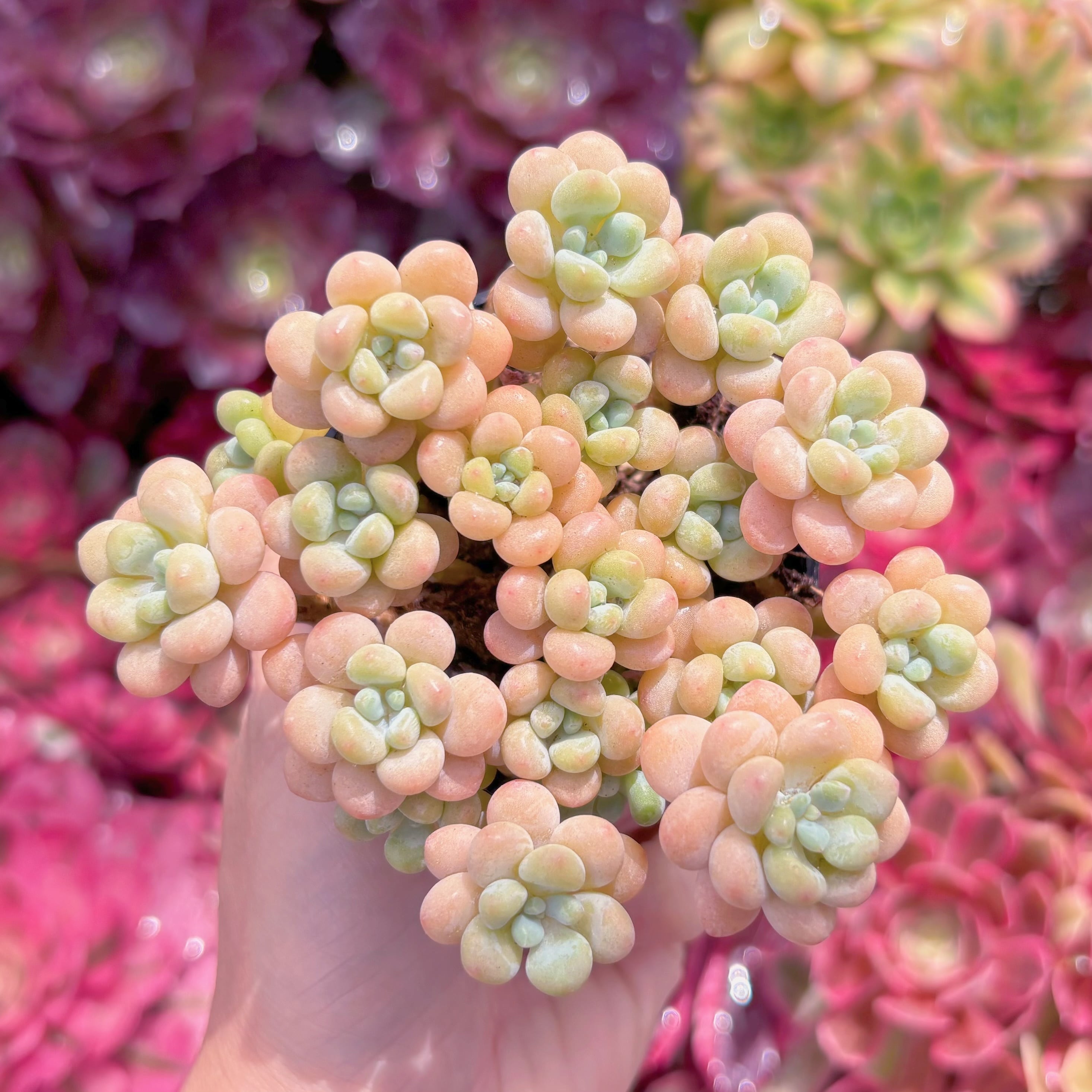 現品　丸葉ストロベリーミルク#K424　群生　るる農園