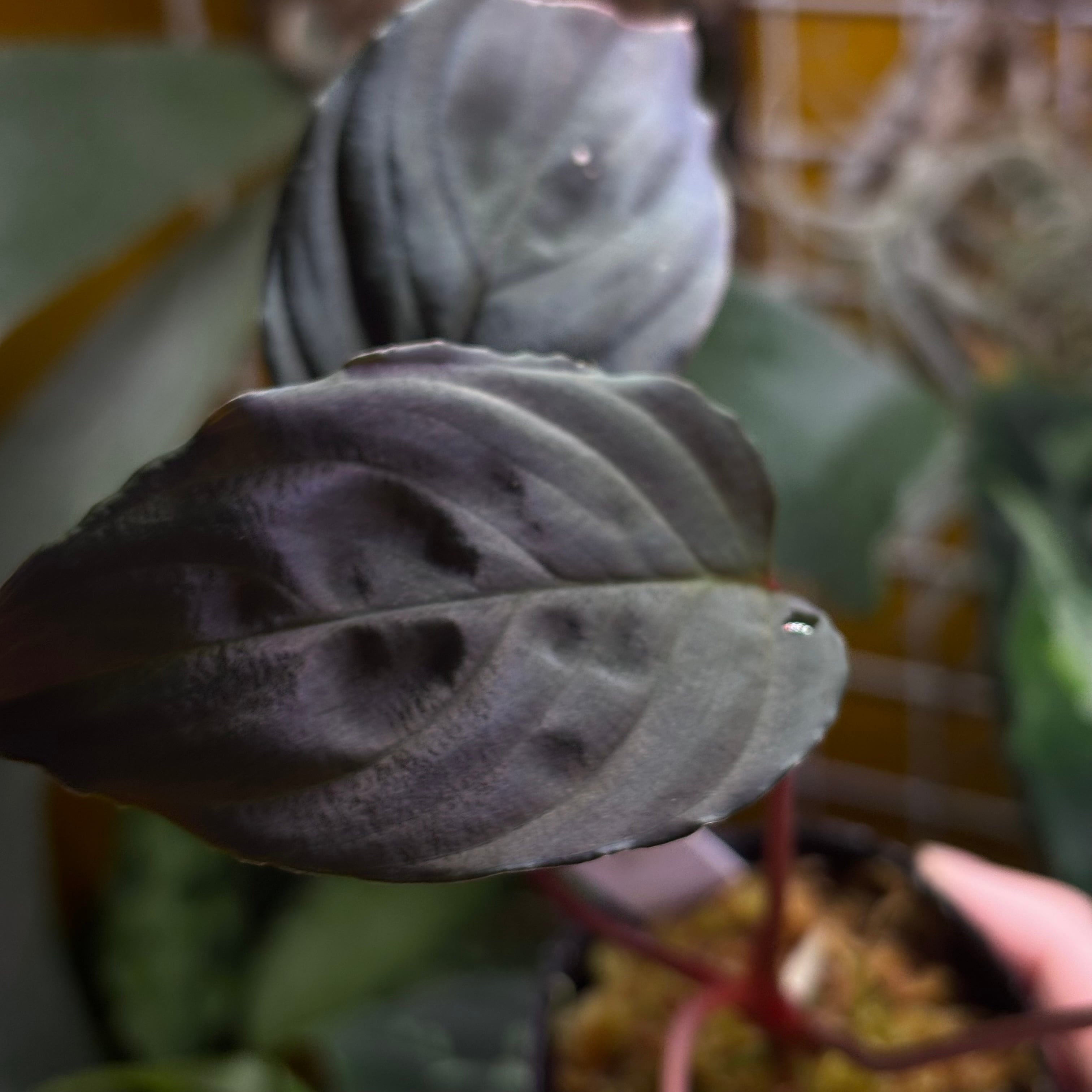Homalomena sp. Sulawesi 【ZOE0925-3b】 | 熱帯雨林植物専門店 トイ吉園芸