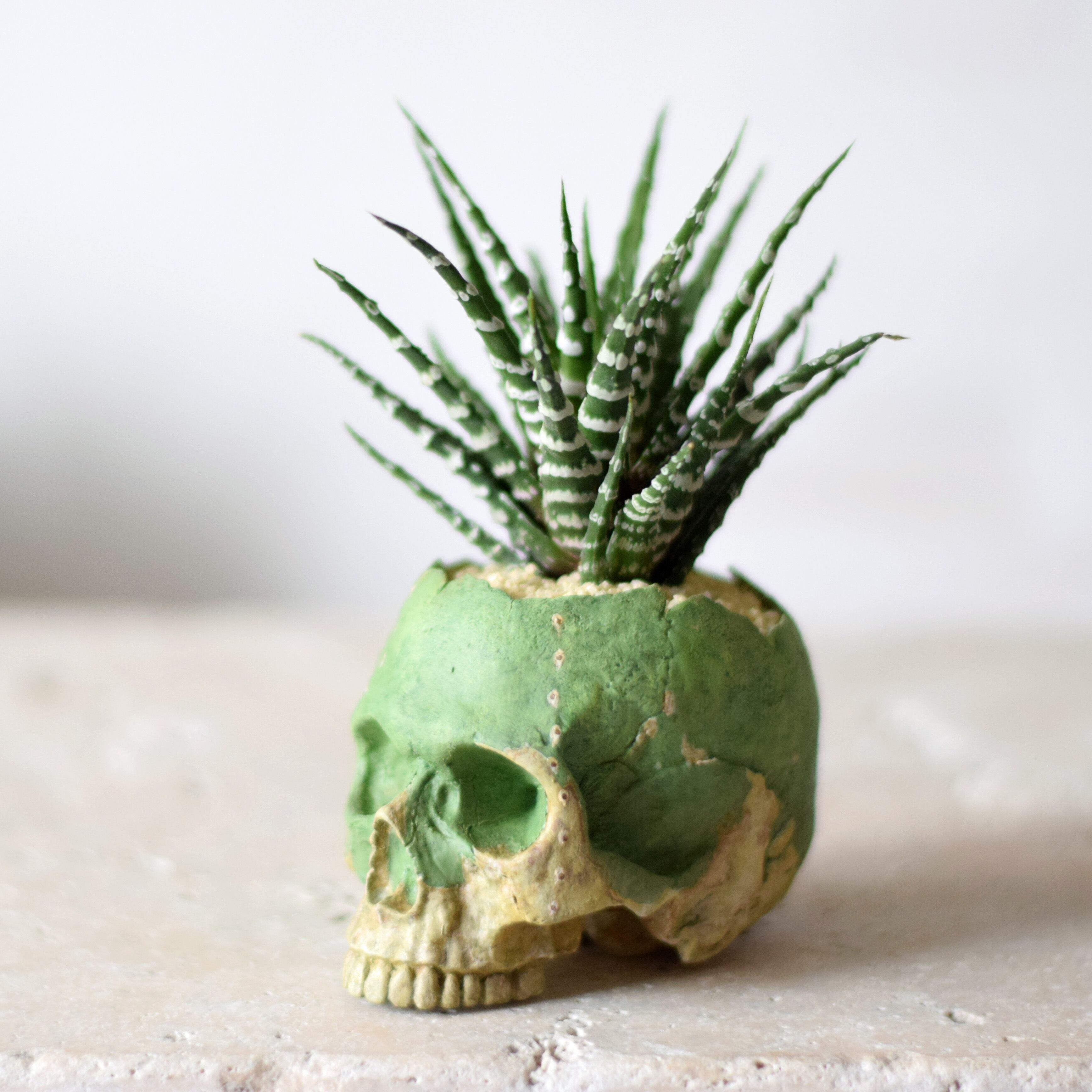 Natural instrument アダンの実（アロカシア・アマゾニカ） | echidna