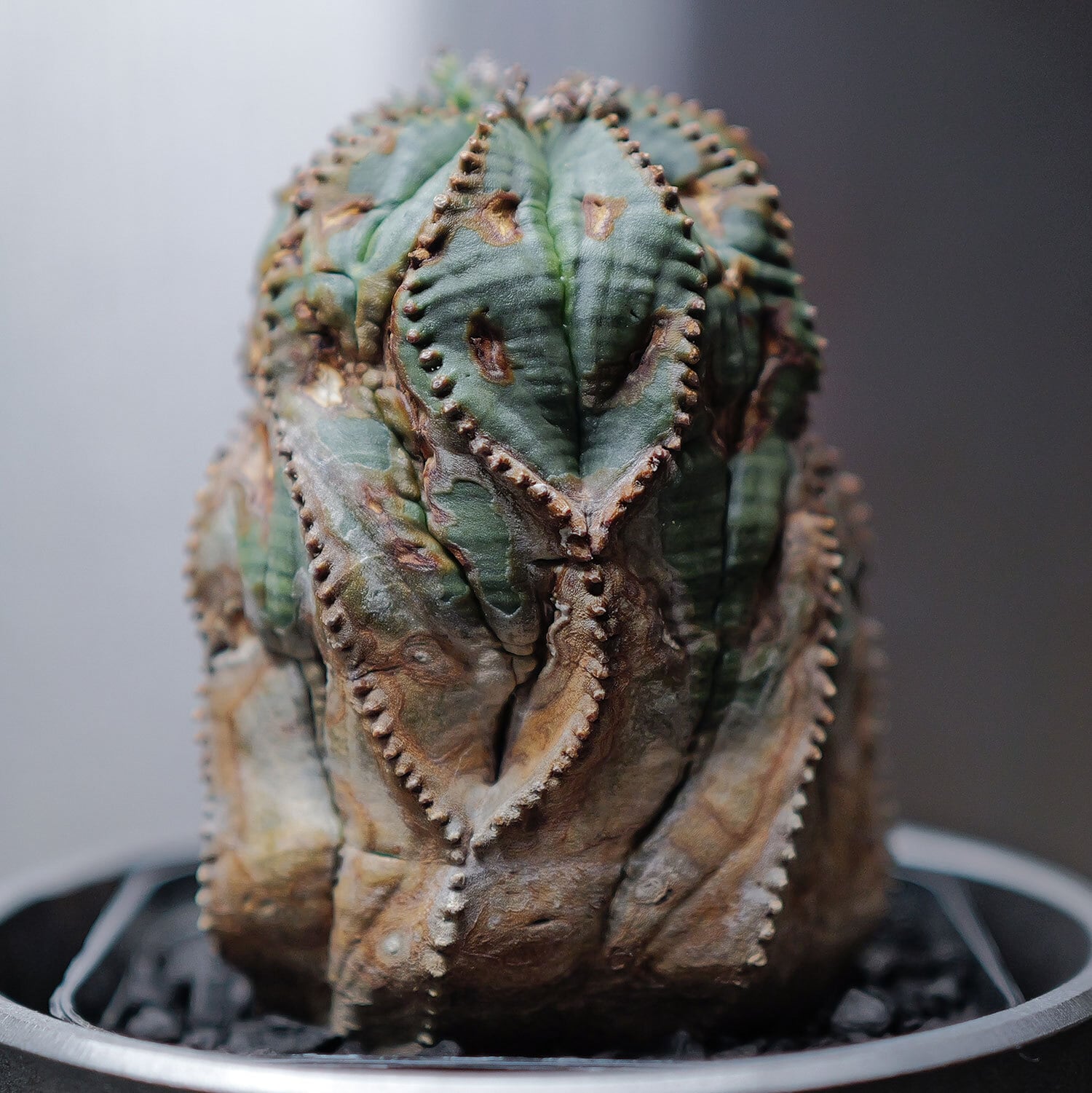 メス株【超厳選株】異型 最大幅約7cm 超捻じれ マウンテン モンスト オベサ / ユーフォルビア