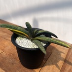 Gasteria batesiana var.'Kokuouten' 【ガステリア・黒鶯囀錦】
