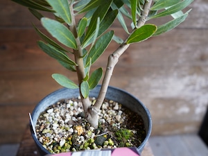 【現物】プロテア ”スペシャルピンクアイス” C