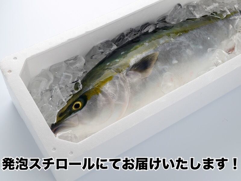 カンパチ丸ごと1尾『冷蔵』 | 小島水産