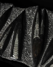 Fossils / Orthoceras Fossils Plate Object - 1