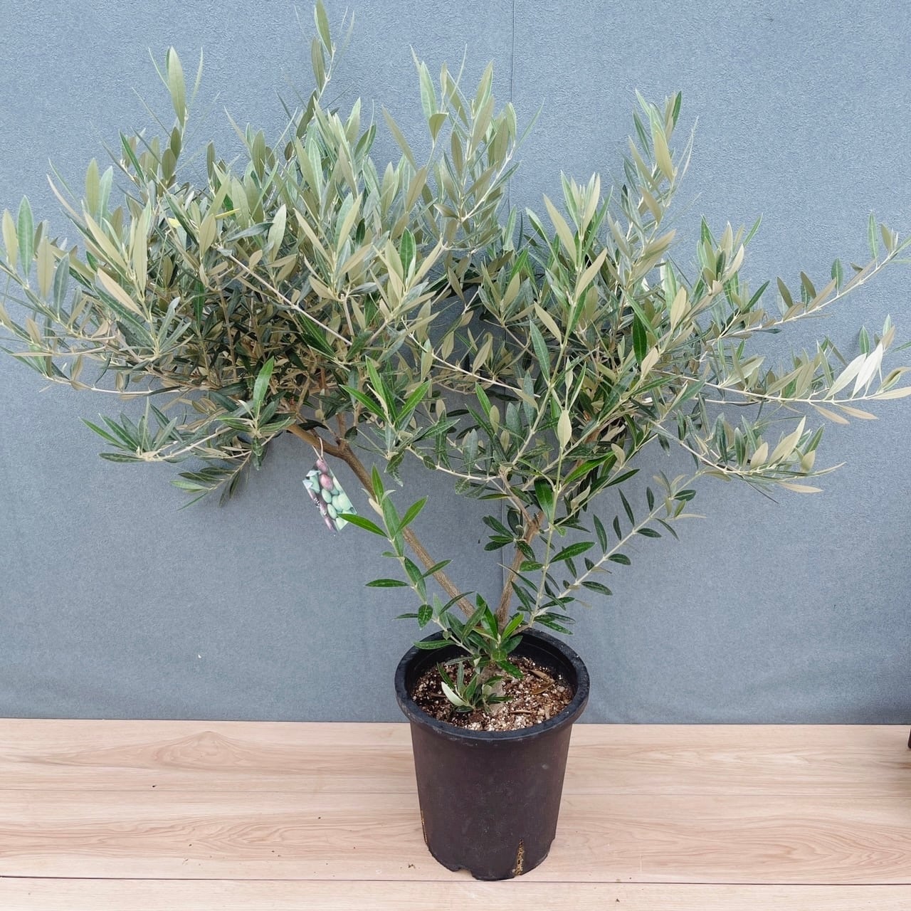 現品］H ユッカ エレファンティペス 斑入り 10号 観葉植物 室内 大型
