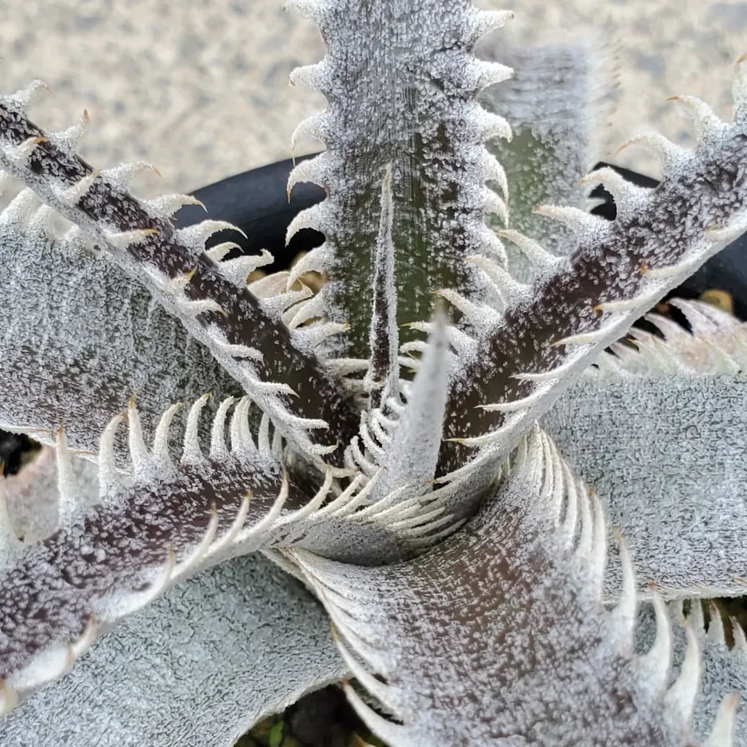 ディッキア Dyckia argentea affinis (mezii) ⑶ ディッキア Dyckia argentea affinis (mezii) ⑶