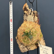 【抽選販売】【限定価格】【UJ】ビカクシダ ジェニー P. willinckii 'Jenny' 板付け(コルク)(限定1)