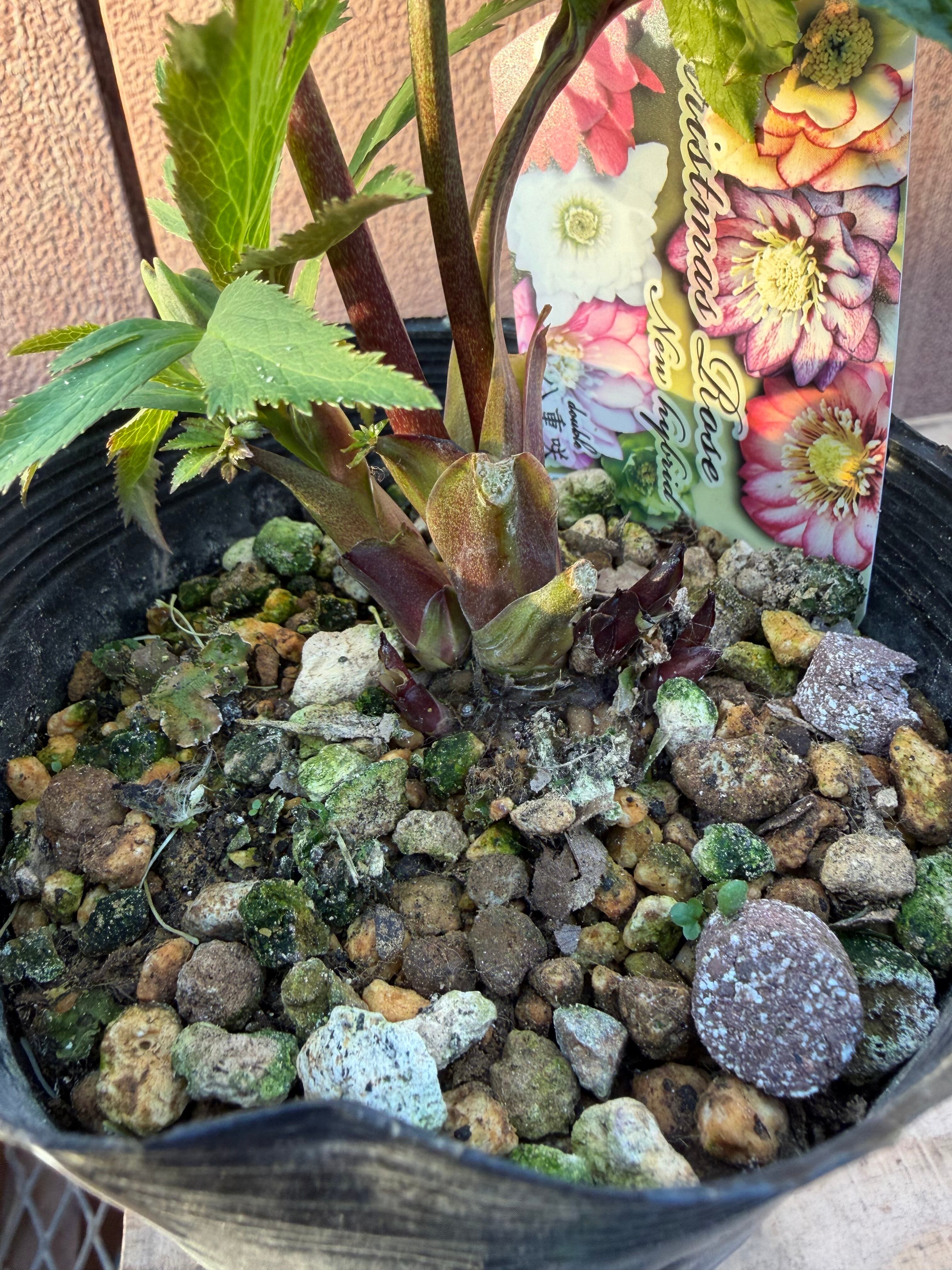 りん様　2枚セット　原画【お花ブランコ】　【モコモコ羊のメロンソーダ】 白ピコグリーンダブル 髙正園 クリスマスローズ【Ta02】送料無料