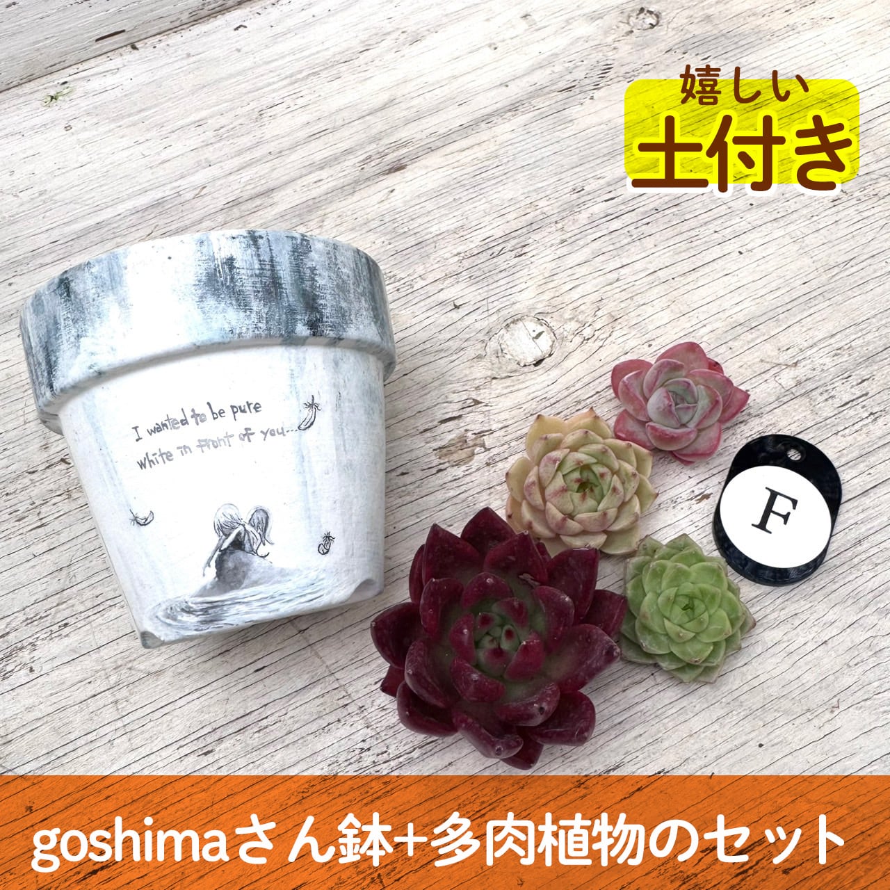 【作家goshimaさん】ストーリー鉢&多肉セット"F" 多肉植物,かわいい,おしゃれ,寄せ植え
