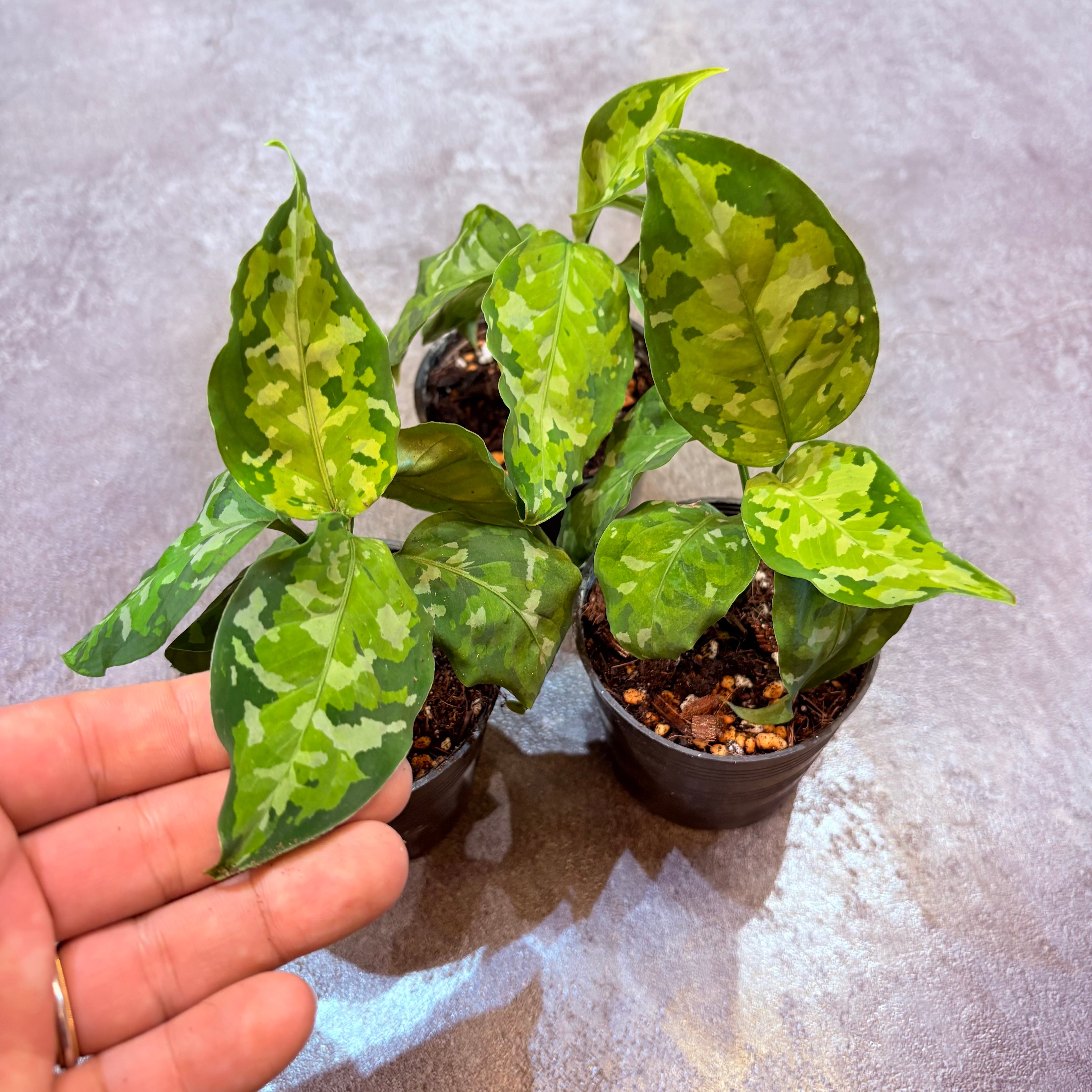 アグラオネマ ピクタムトリカラー 2.5号 | Green Vibes 宇都宮市の観葉