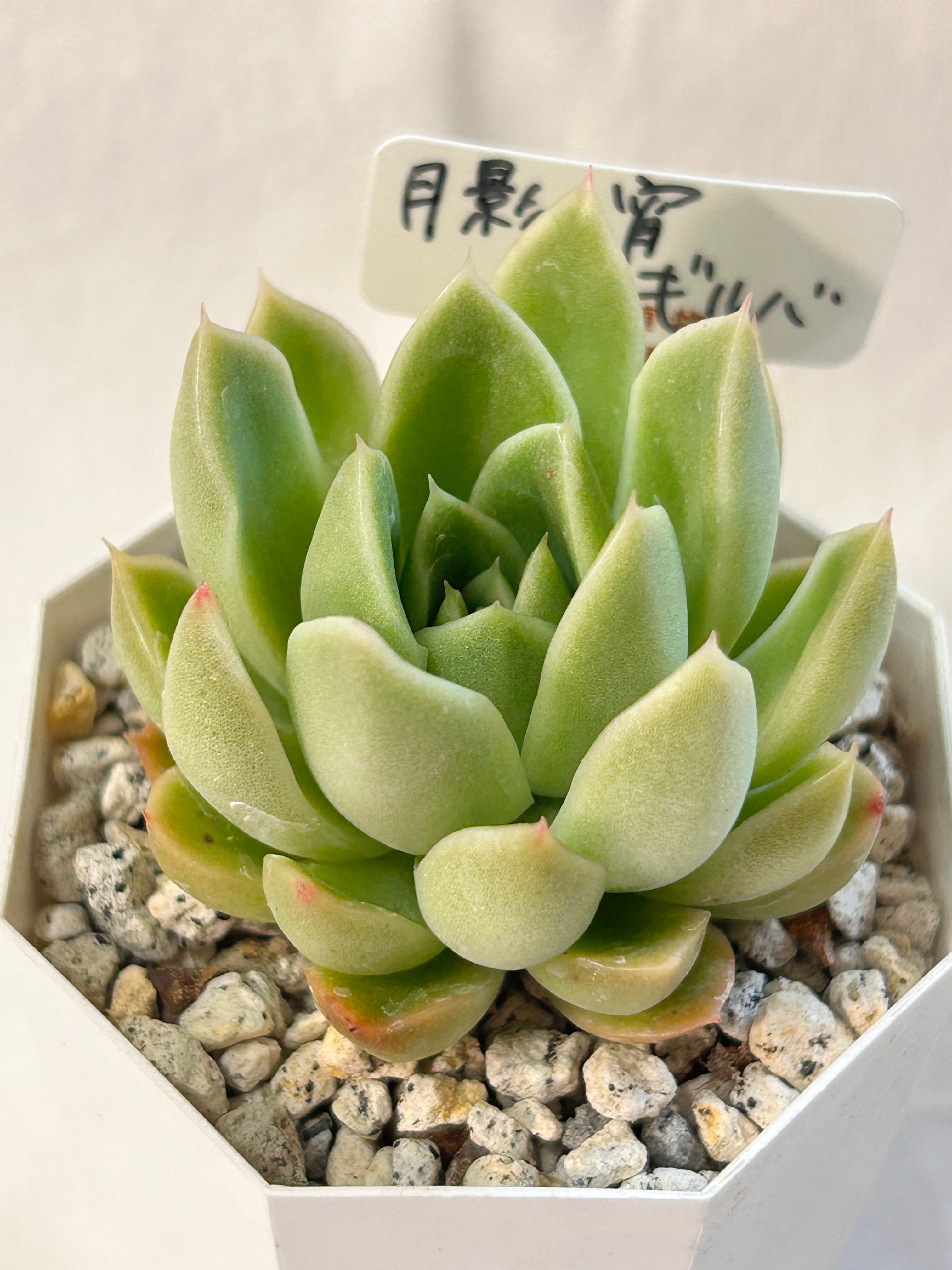 多肉植物 | GREEN JAM foliageplant