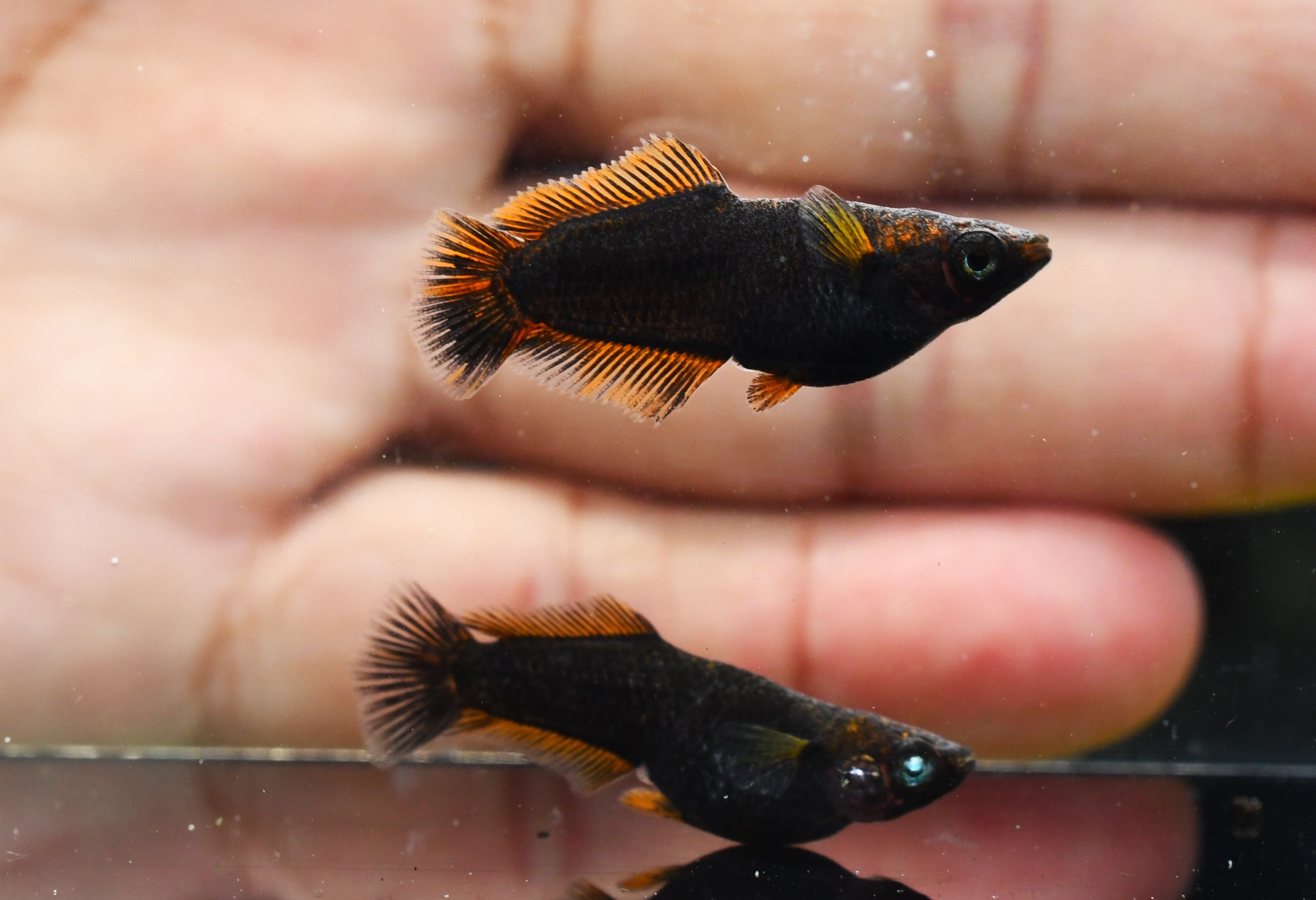 メダカファーム本陣 19-4 西郷めだか様直系 五色タイプR光ヒレ長 若魚