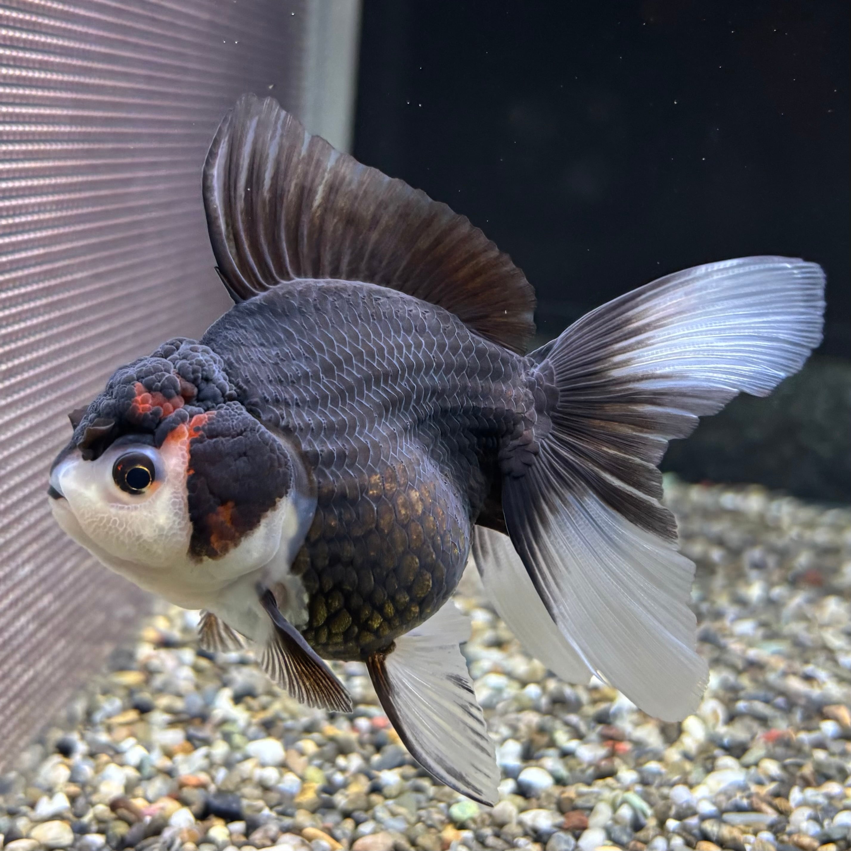 トリカラーオランダ 11cm