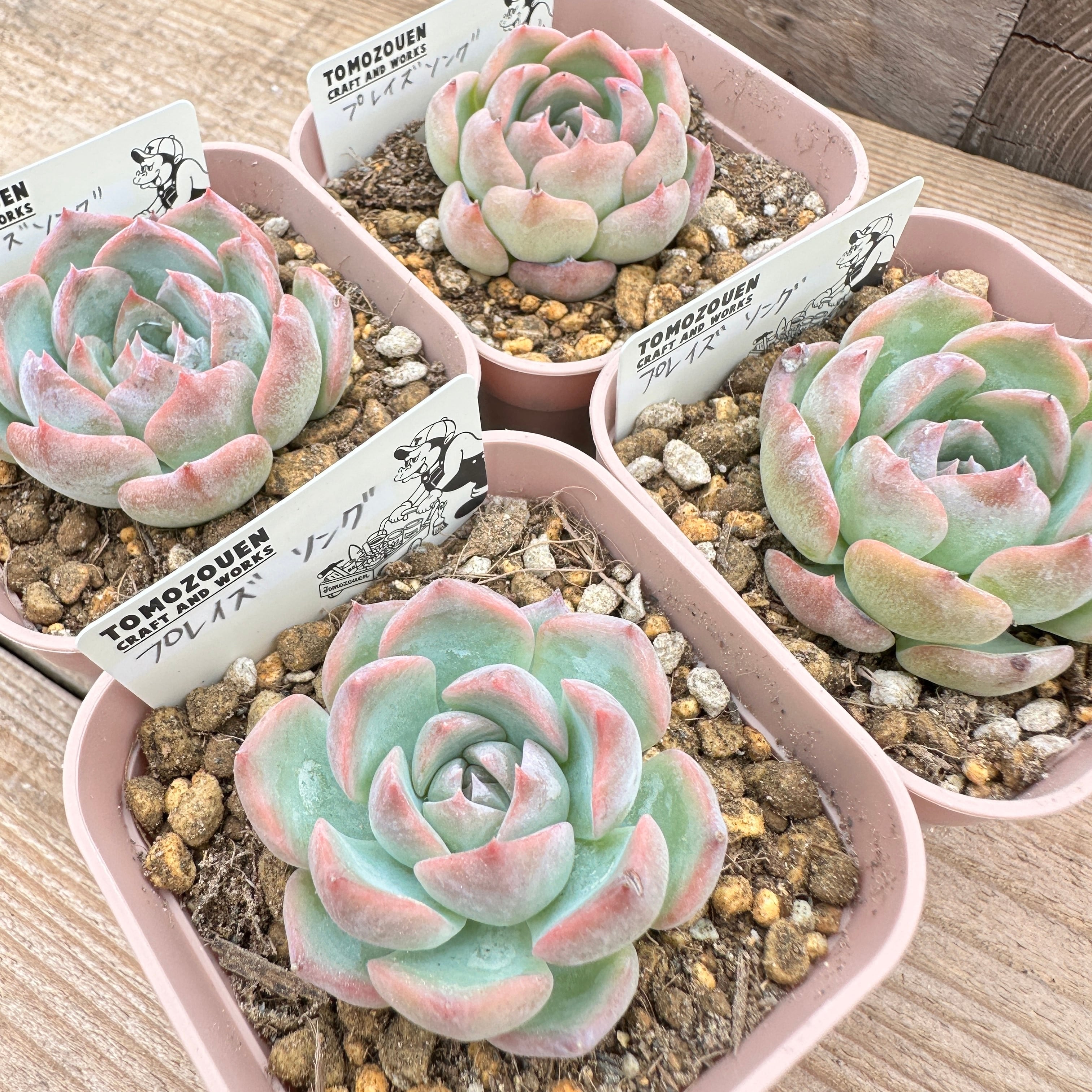 オリジナルブルーサプライズ 抜き苗 多肉植物 ブルーサプライズ オリジナルブルーサプライズ 抜き苗 多肉植物 ブルーサプライズ