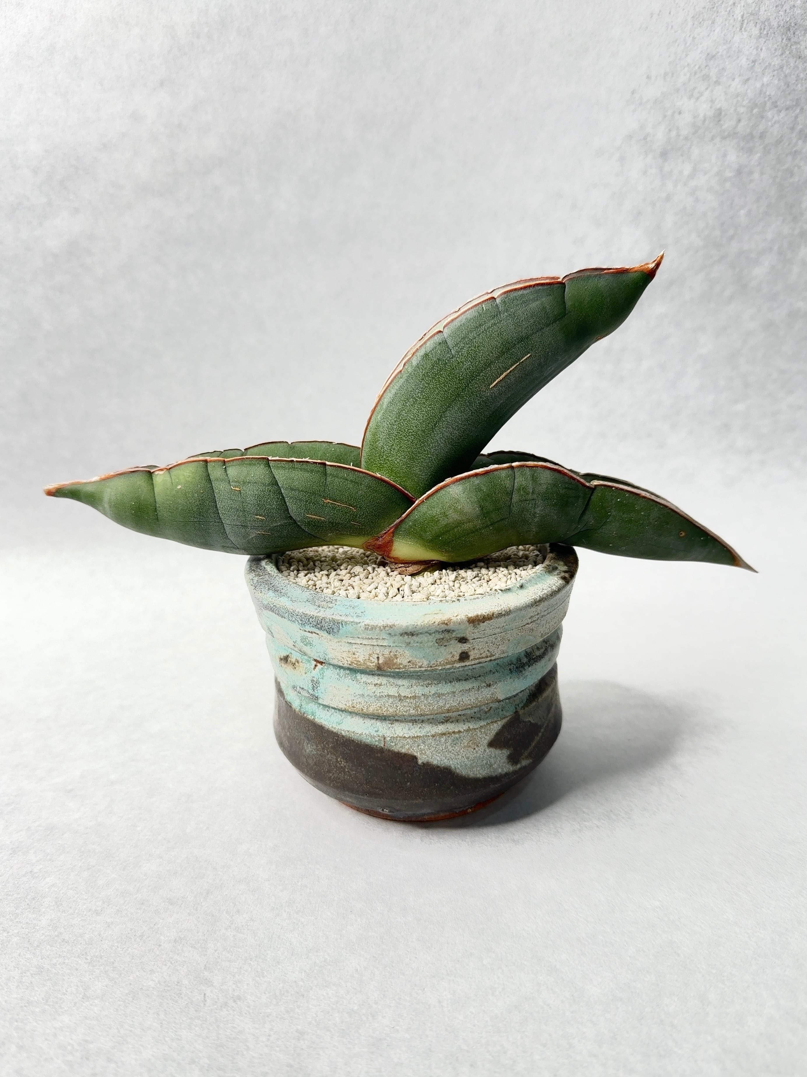 姫野翔太 | trigger