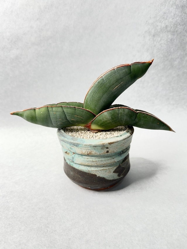 サンセベリア・バナナ