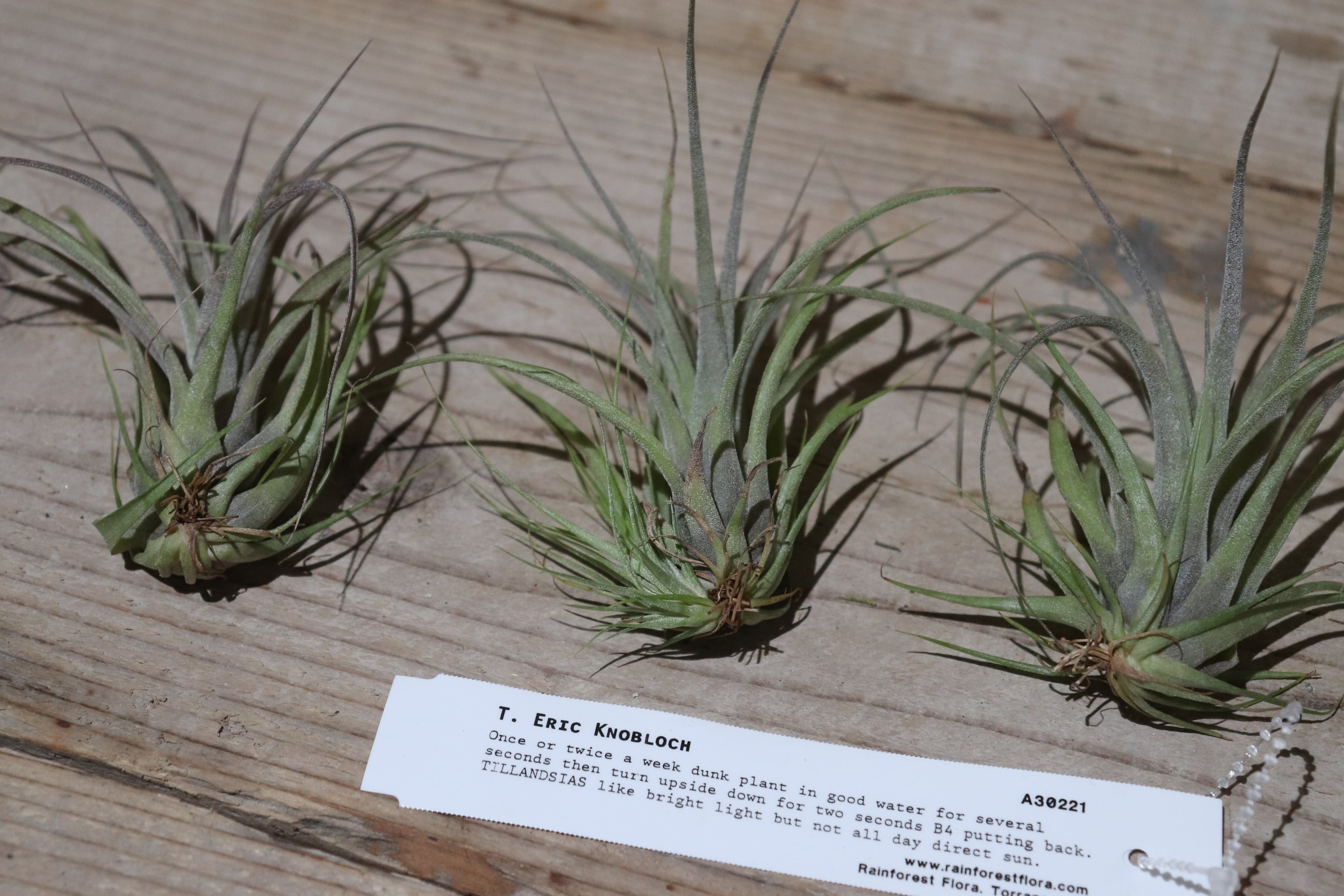 送料無料】 'Eric Knobloch'〔エアプランツ〕現品発送T1385 | plane plants