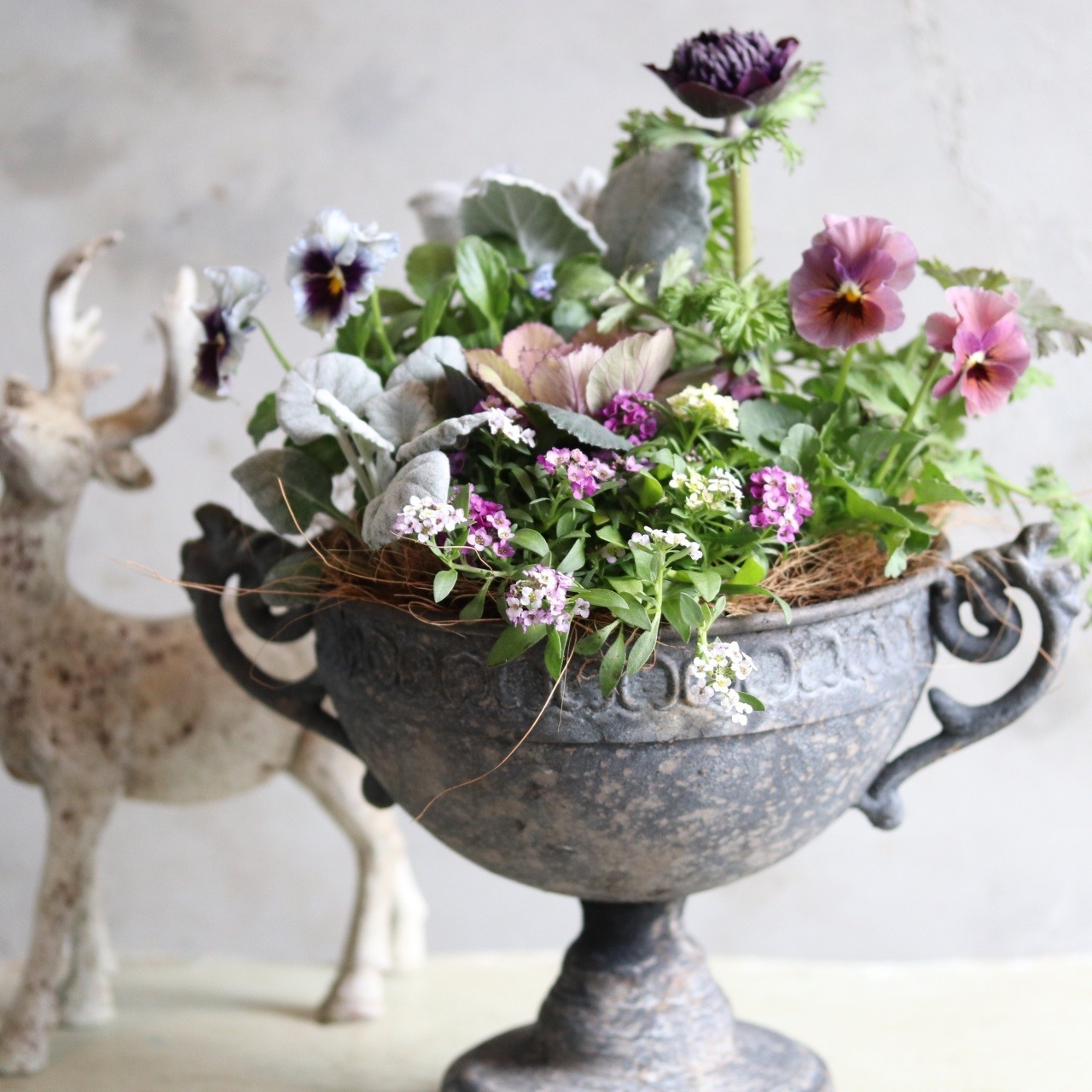 冬から春に楽しむ寄せ植え　アネモネファネモスのシックカラーのハンドカップの寄せ植え　お正月にオススメ　届いてすぐ玄関に飾れる 　プレゼントにもオススメ　