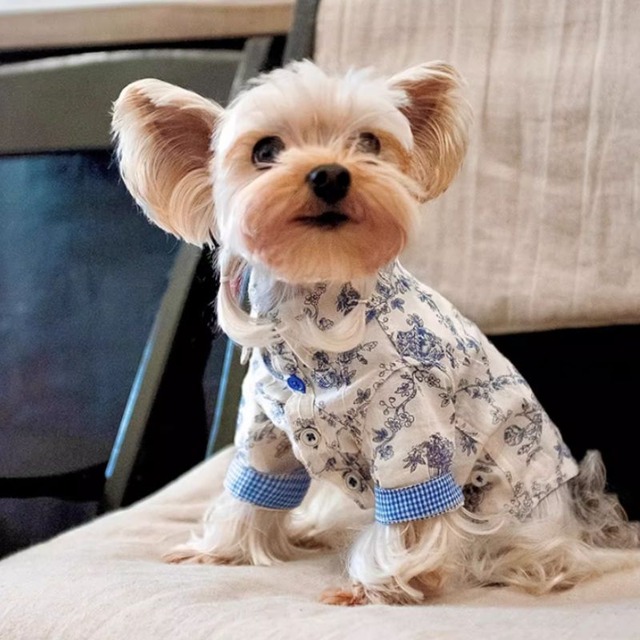 青いアーガイル調花柄のクールなシャツ　犬服　00674