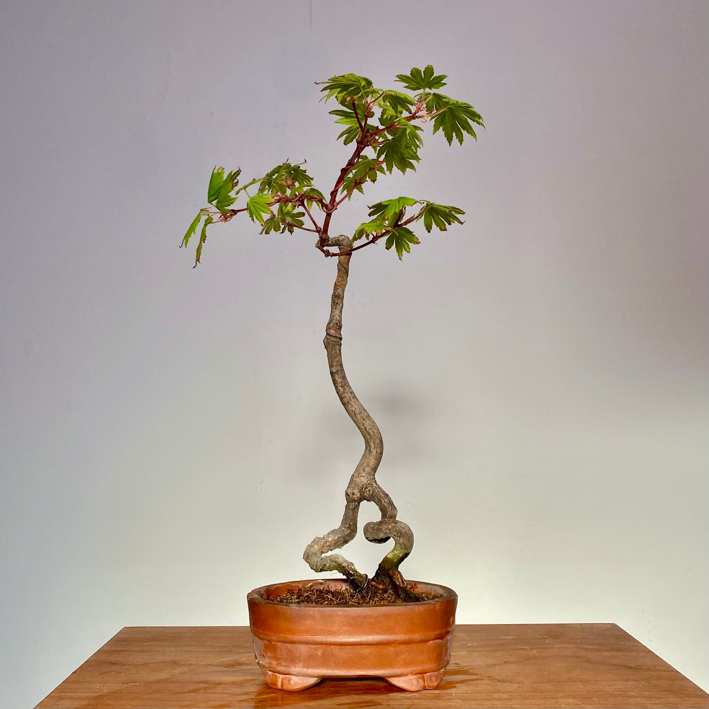 コハウチワカエデのミニ盆栽｜高さ 約32cm | BONSAI Labo ウエブショップ