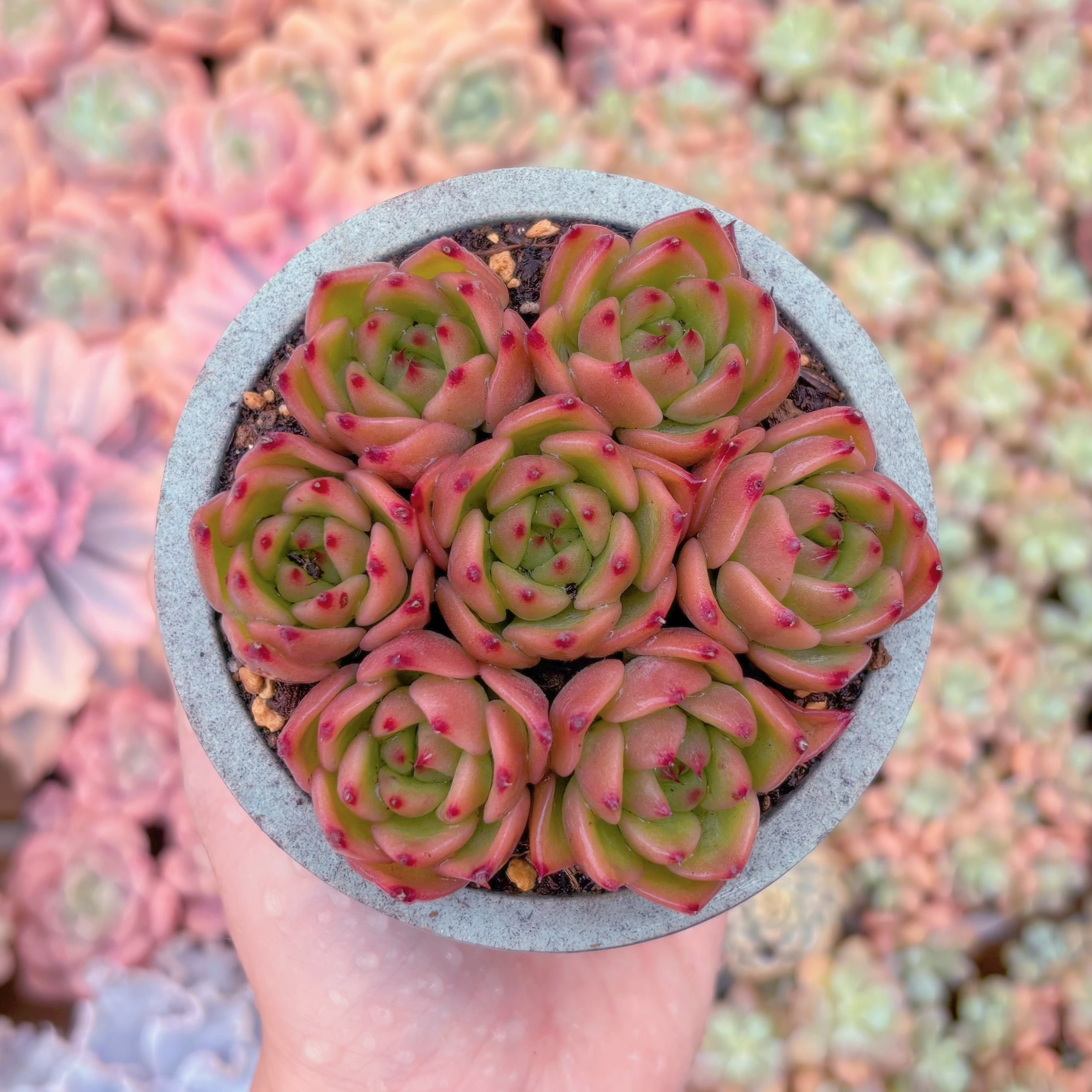 多肉植物　チャールストン(7苗)　新入荷　るる農園