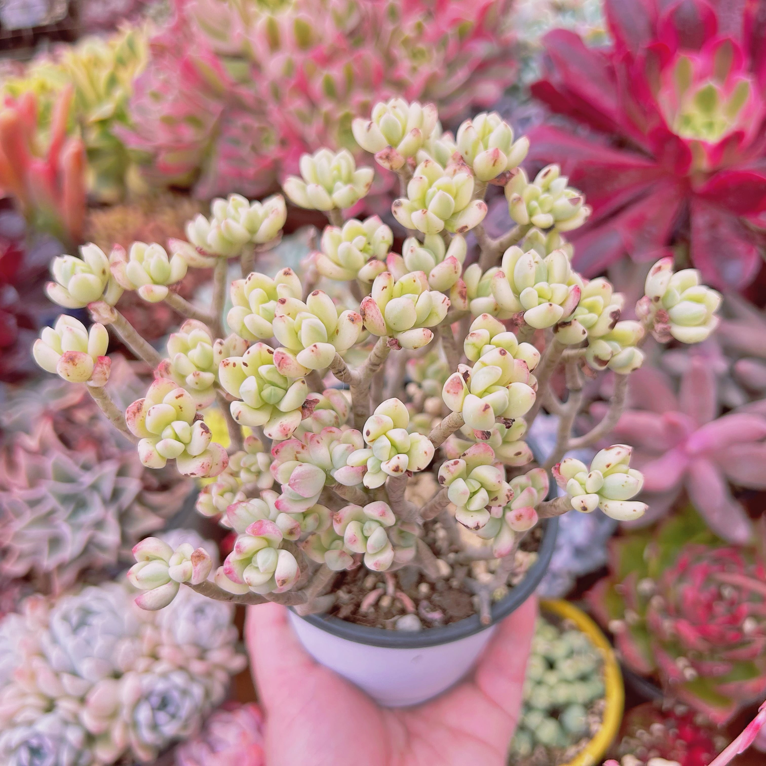 #271現物　多肉植物　マイキーシュガー　特大